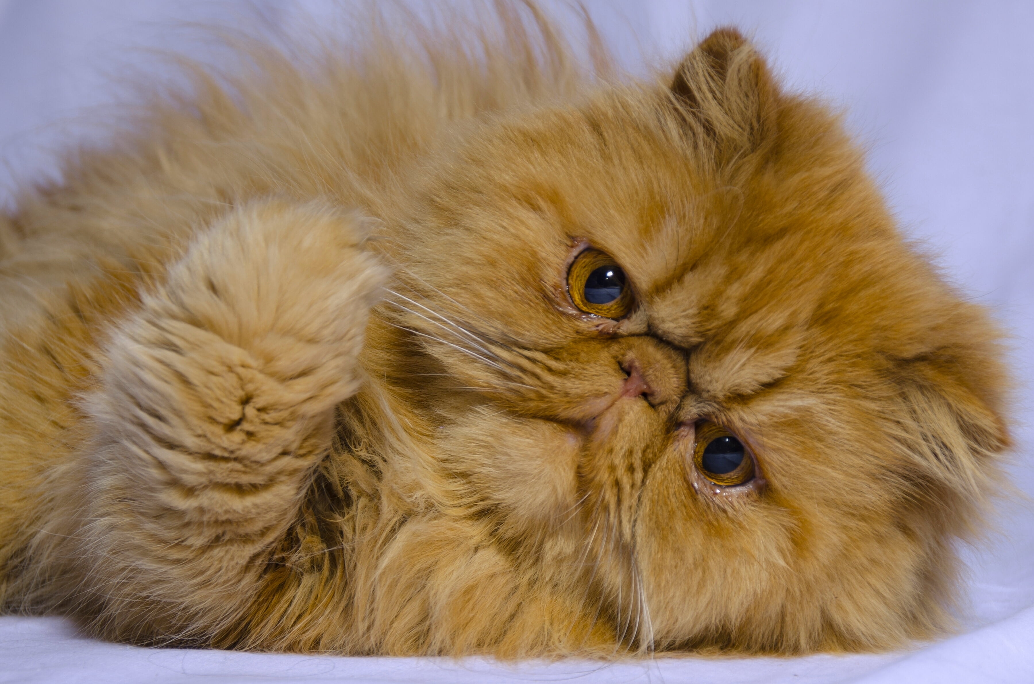 domestic Animals, close-up, pets, young Animal, animal, fur, muzzle, whisker, Persian cat, animal Eye, domestic, vertebrate, animal body part, grumpy, one Animal, HD Wallpaper