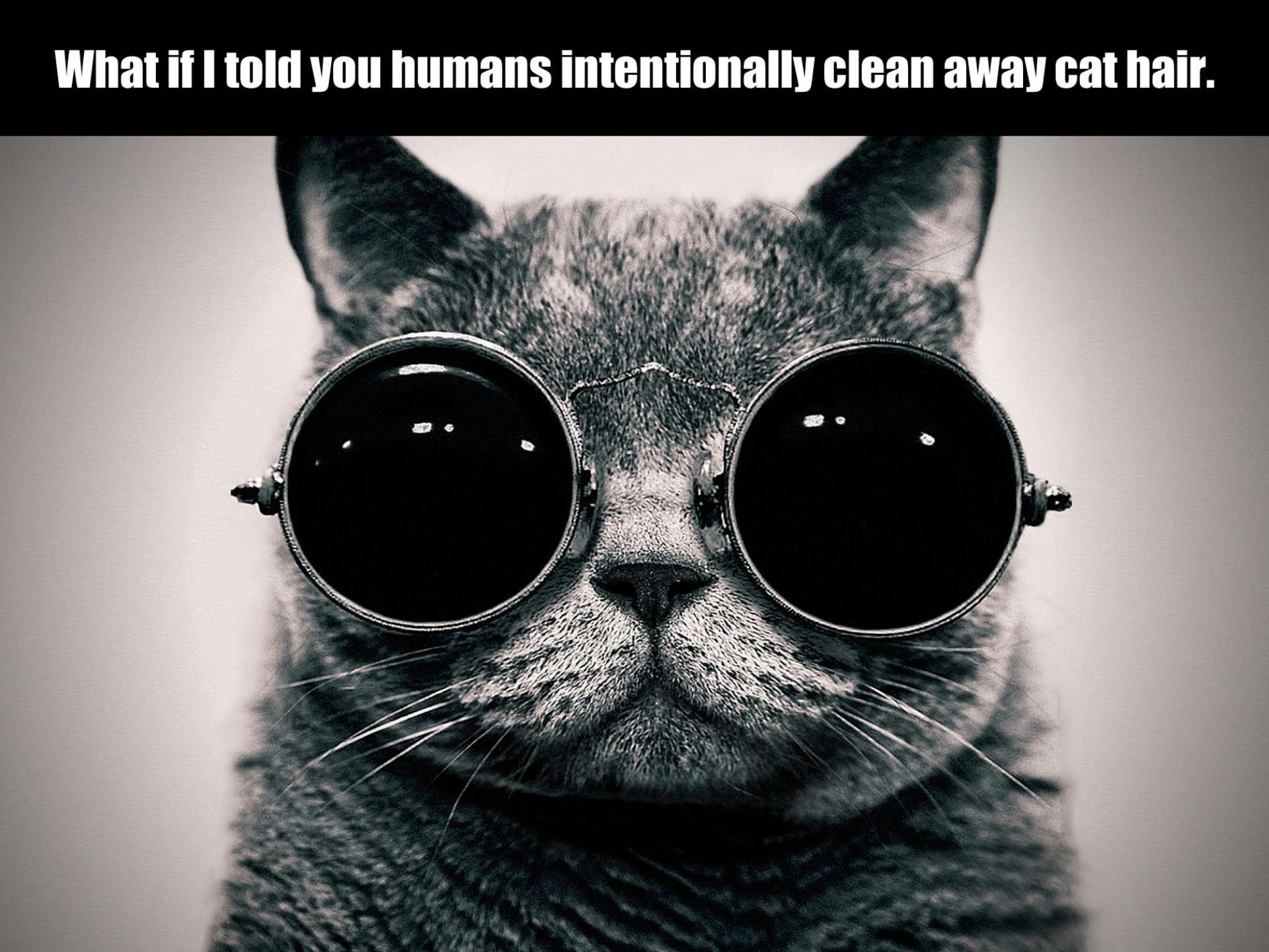 1080P, cat, grumpy, meme, humor, quote, funny, HD Wallpaper