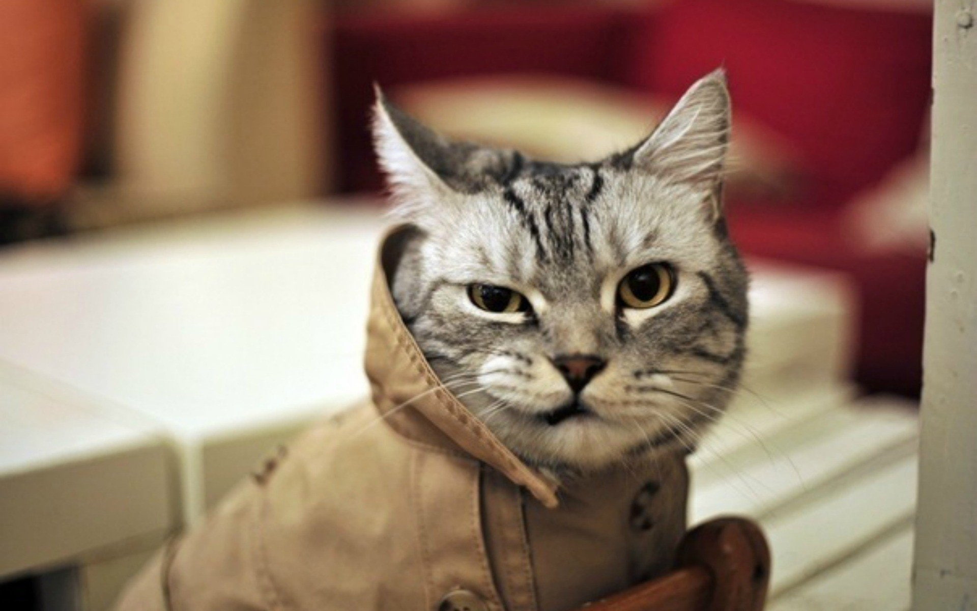 cat, 1920x1200 px, 1080P, grumpy, quote, humor, meme, funny, HD Wallpaper