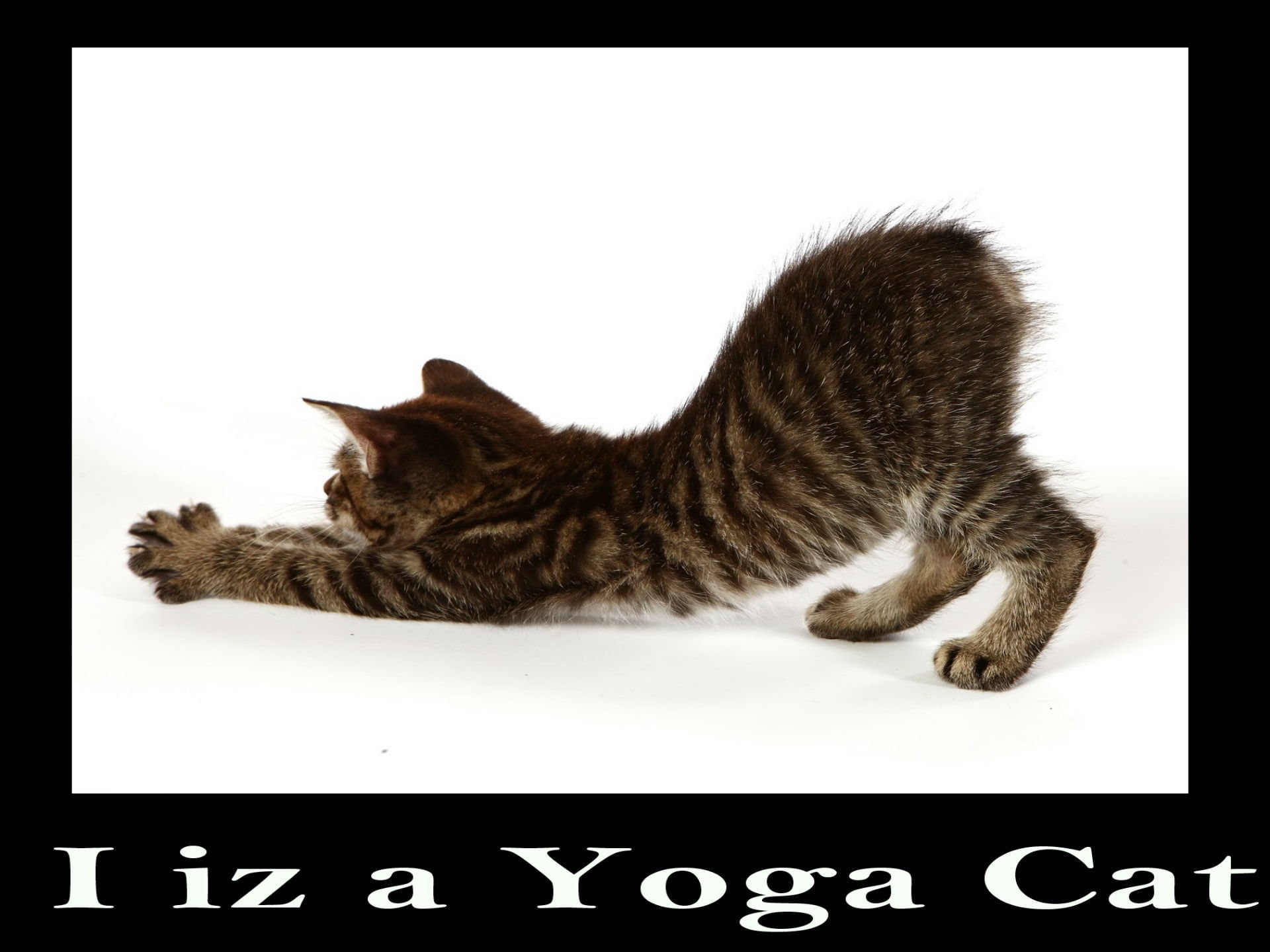 quote, 1080P, grumpy, meme, humor, cat, funny, HD Wallpaper
