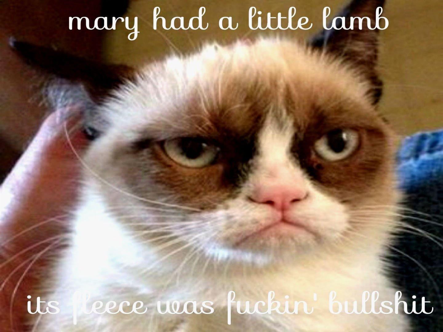 funny, 720P, meme, cat, humor, sadic, quote, grumpy, HD Wallpaper