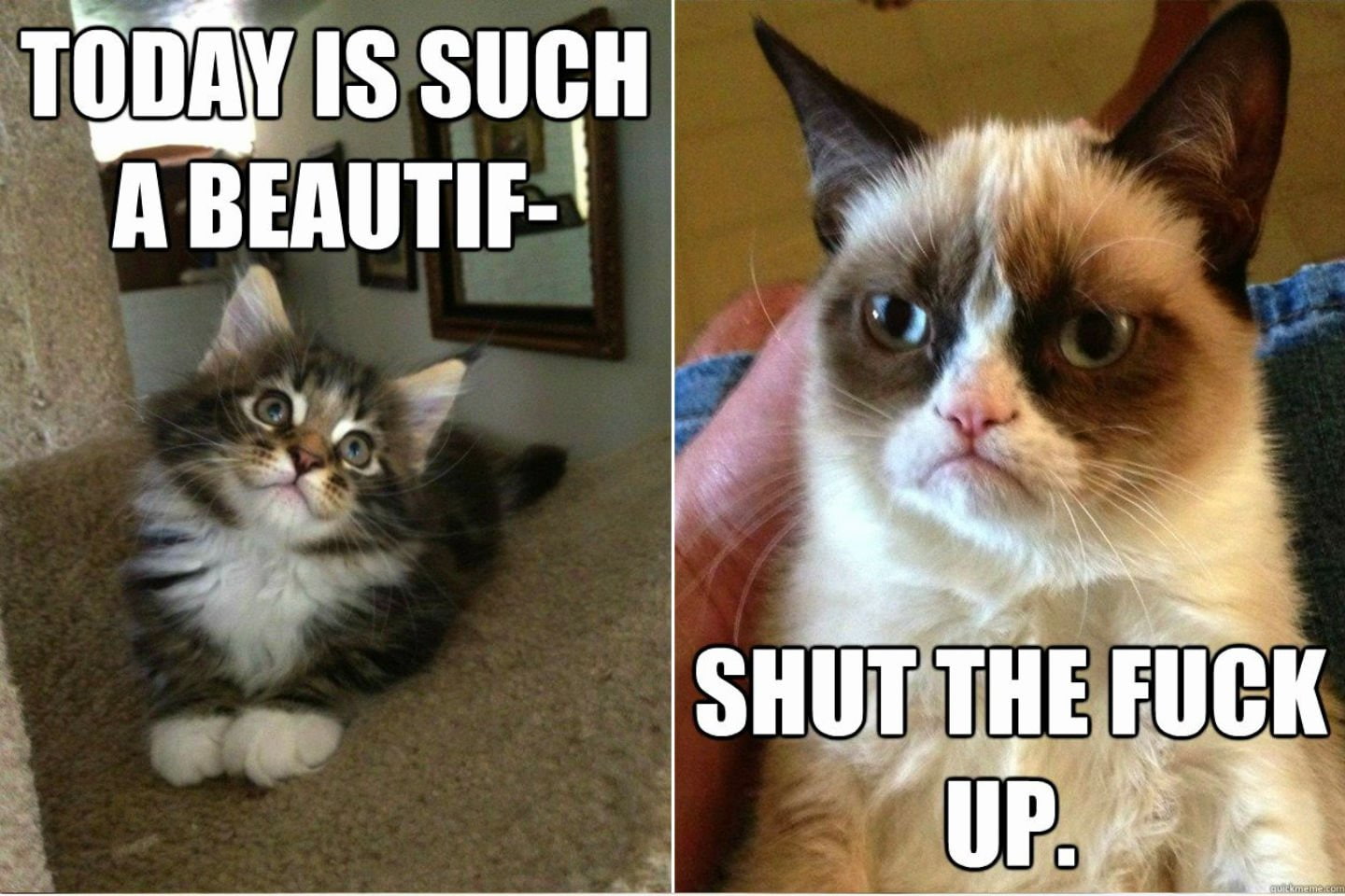 mammal, animal themes, 720P, funny, sadic, humor, no people, grumpy, domestic, pets, western script, domestic cat, cat, looking at camera, text, meme, HD Wallpaper