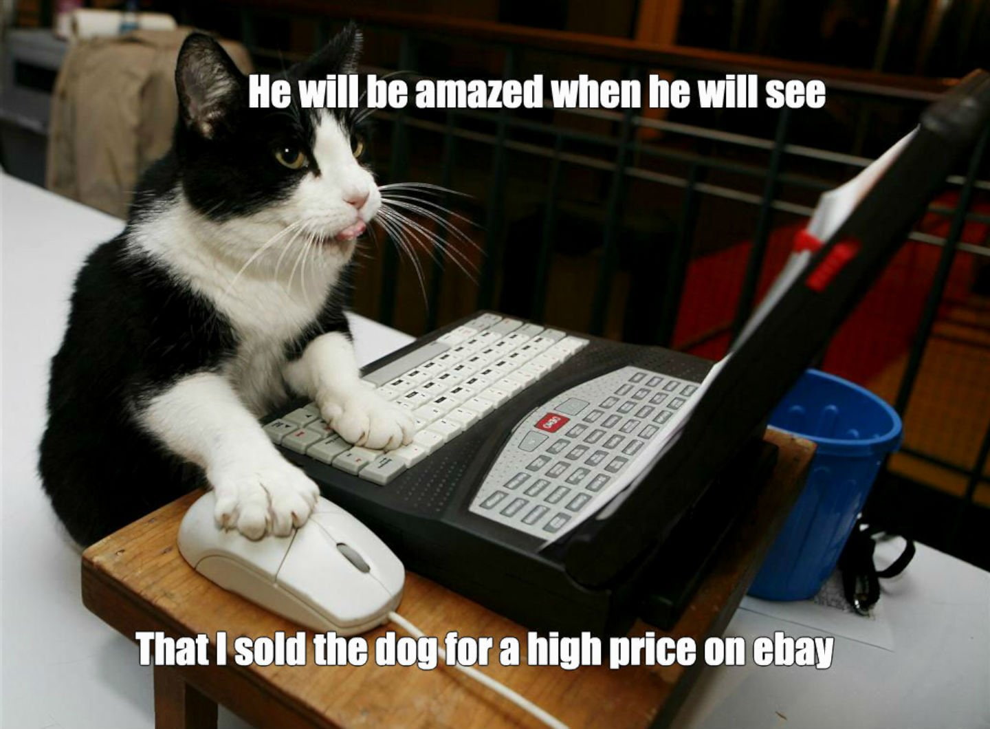 humor, meme, 720P, funny, quote, computer, grumpy, cat, HD Wallpaper