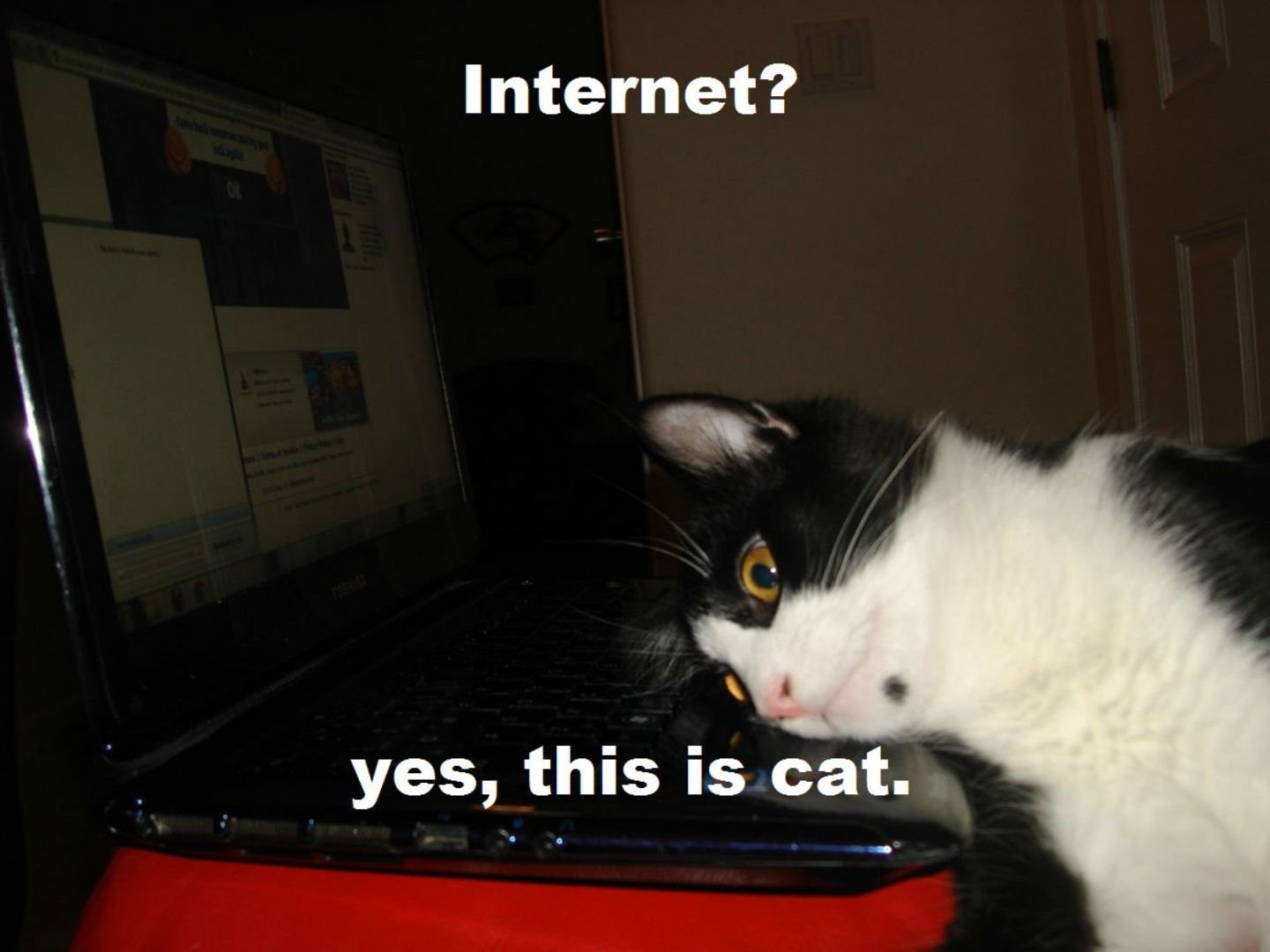 meme, Internet, text, funny, humor, cat, no people, indoors, mammal, western script, communication, black color, 720P, animal themes, animal head, grumpy, HD Wallpaper