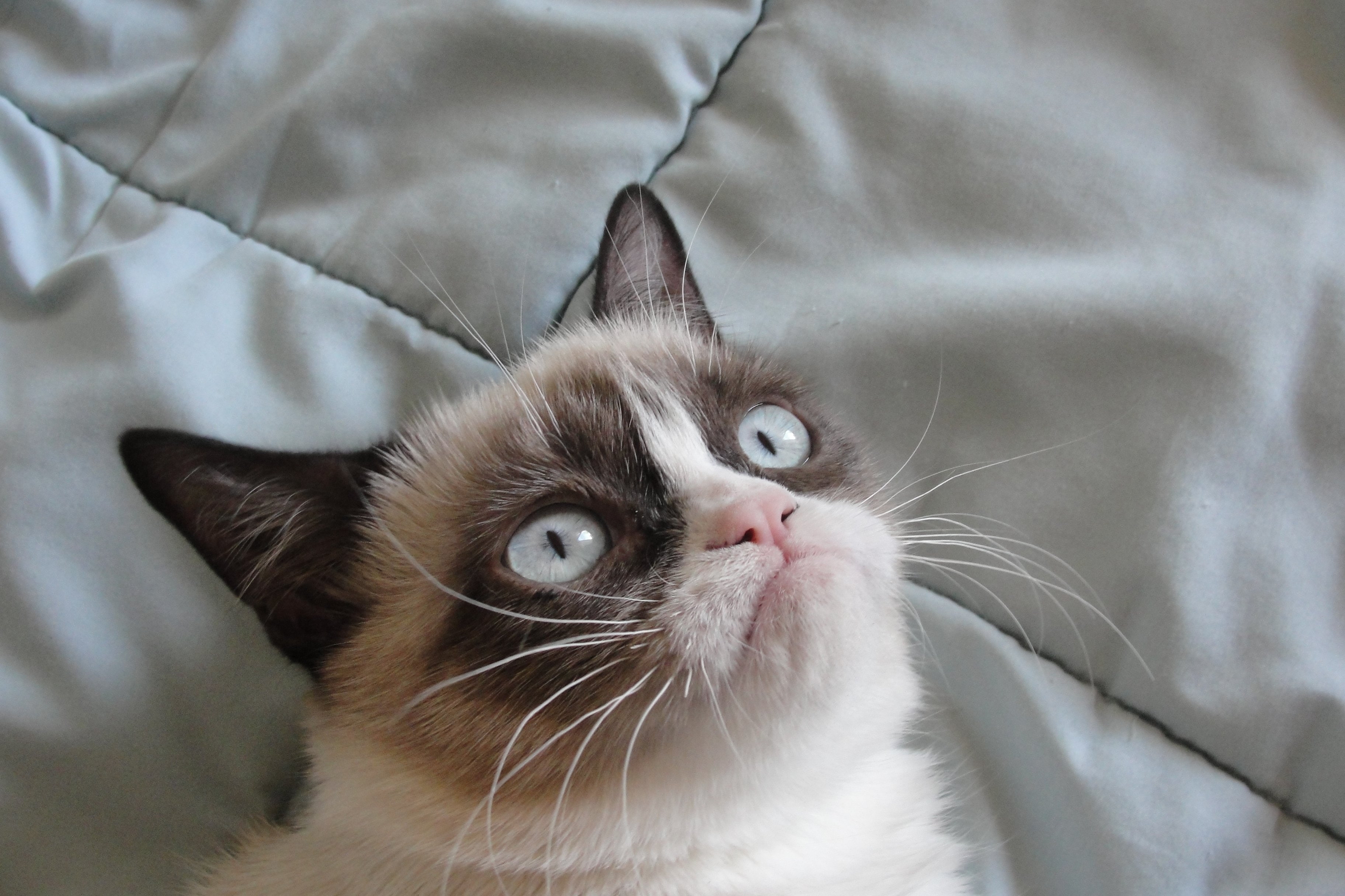 funny, humor, 2K, grumpy, meme, quote, cat, HD Wallpaper