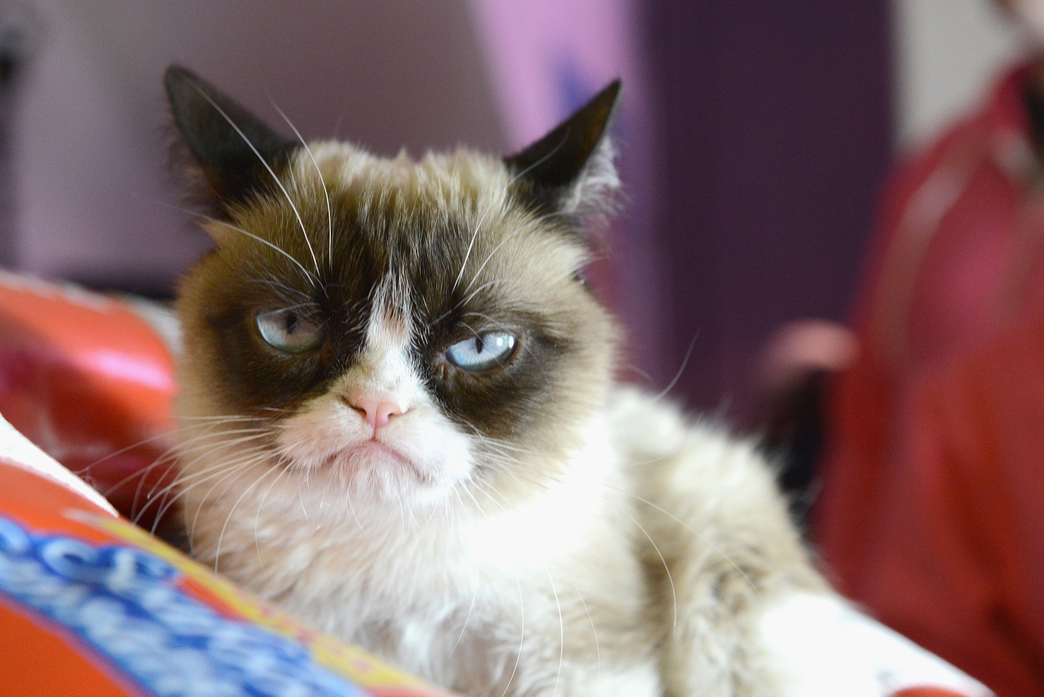 1080P, cat, humor, quote, funny, meme, grumpy, HD Wallpaper