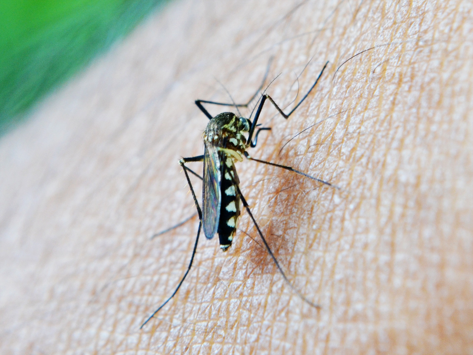 outdoors, bite, 1080P, animal body part, mawanella, insect, sri lanka, one animal, no people, photography, decease, zoology, full length, animal wildlife, HD Wallpaper
