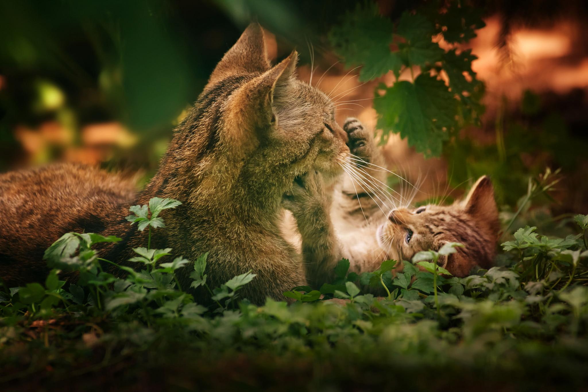 playful, kitten, animals, play, cats, love, cute, animal, nature, 1080P, HD Wallpaper