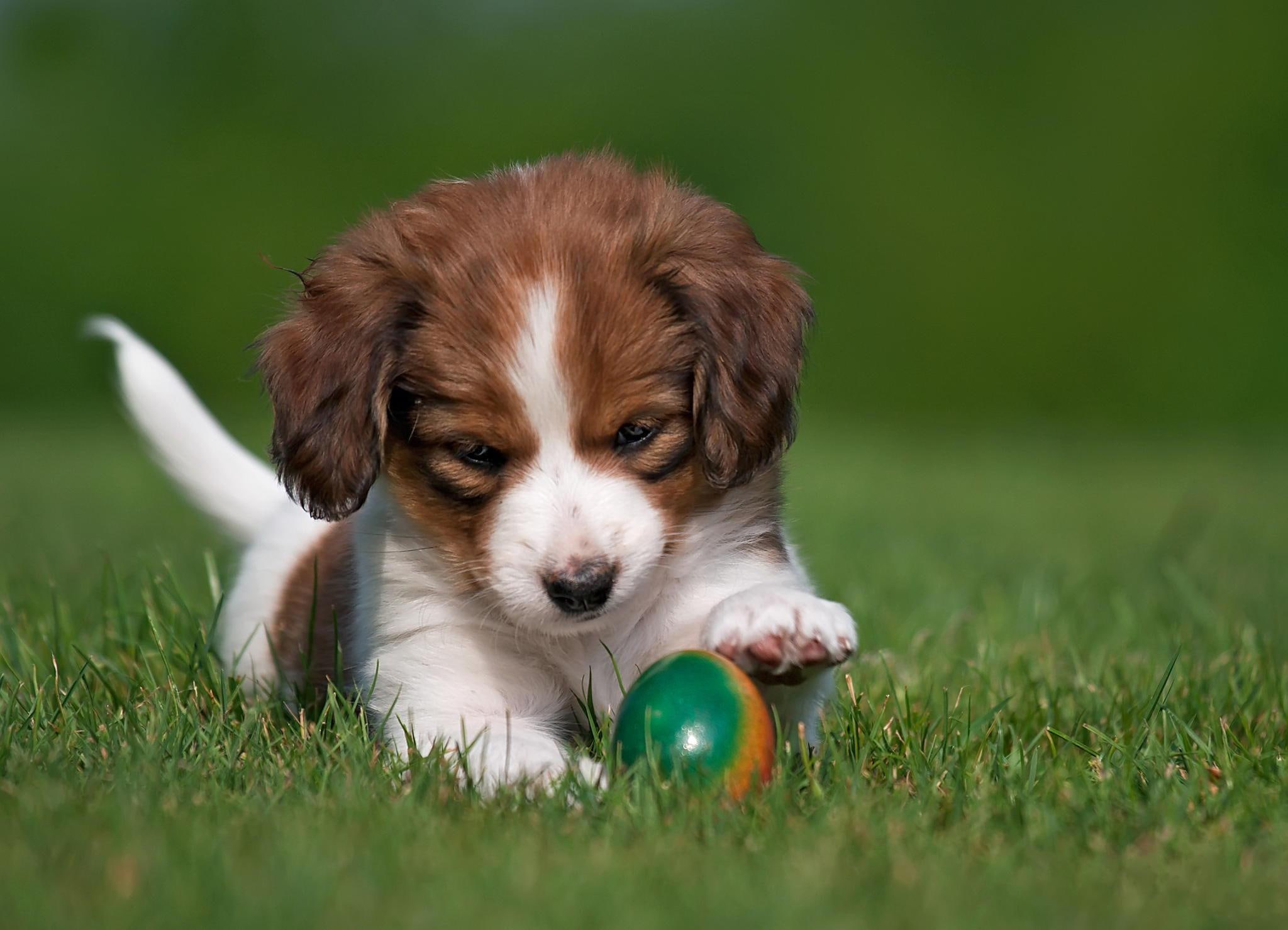 puppy, kooikerhondje, 1080P, dog, coated, ball, playful, white, tan, HD Wallpaper