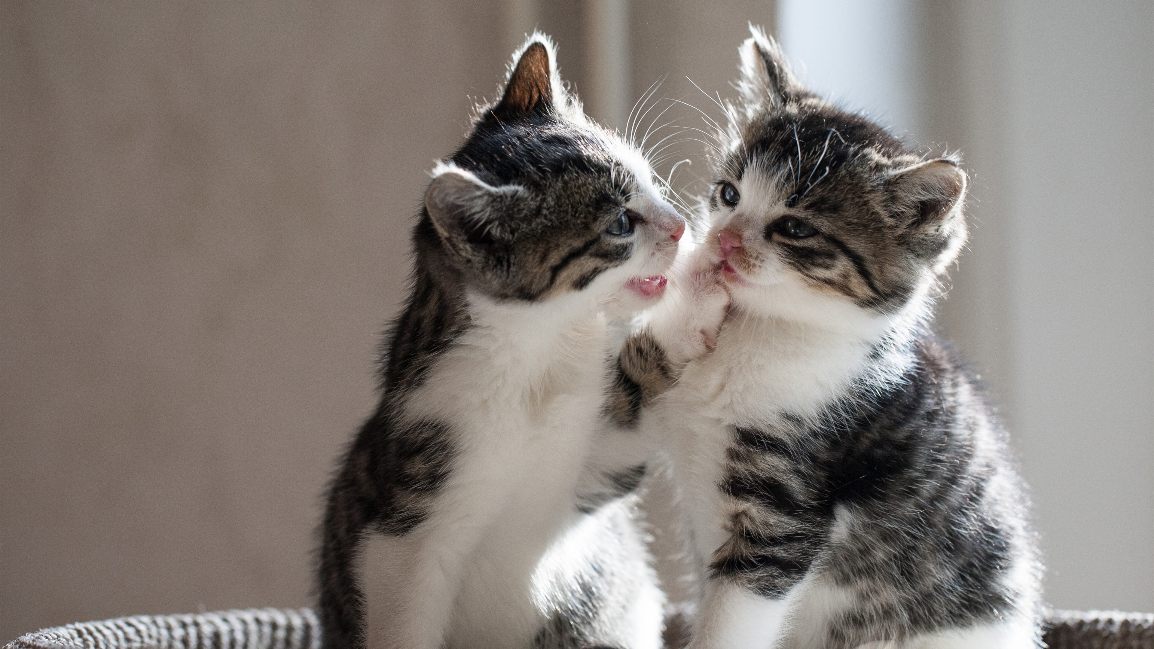 Playful, Kittens, 4K, Two, HD Wallpaper