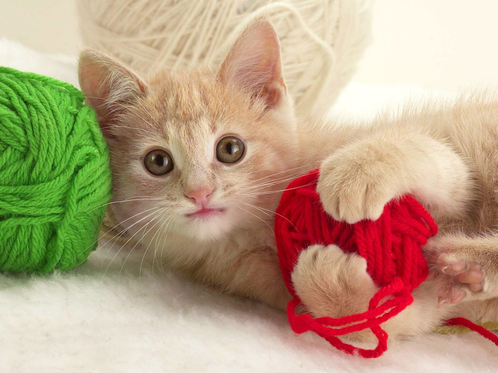 playful, orange, kitten, 720P, tabby, HD Wallpaper