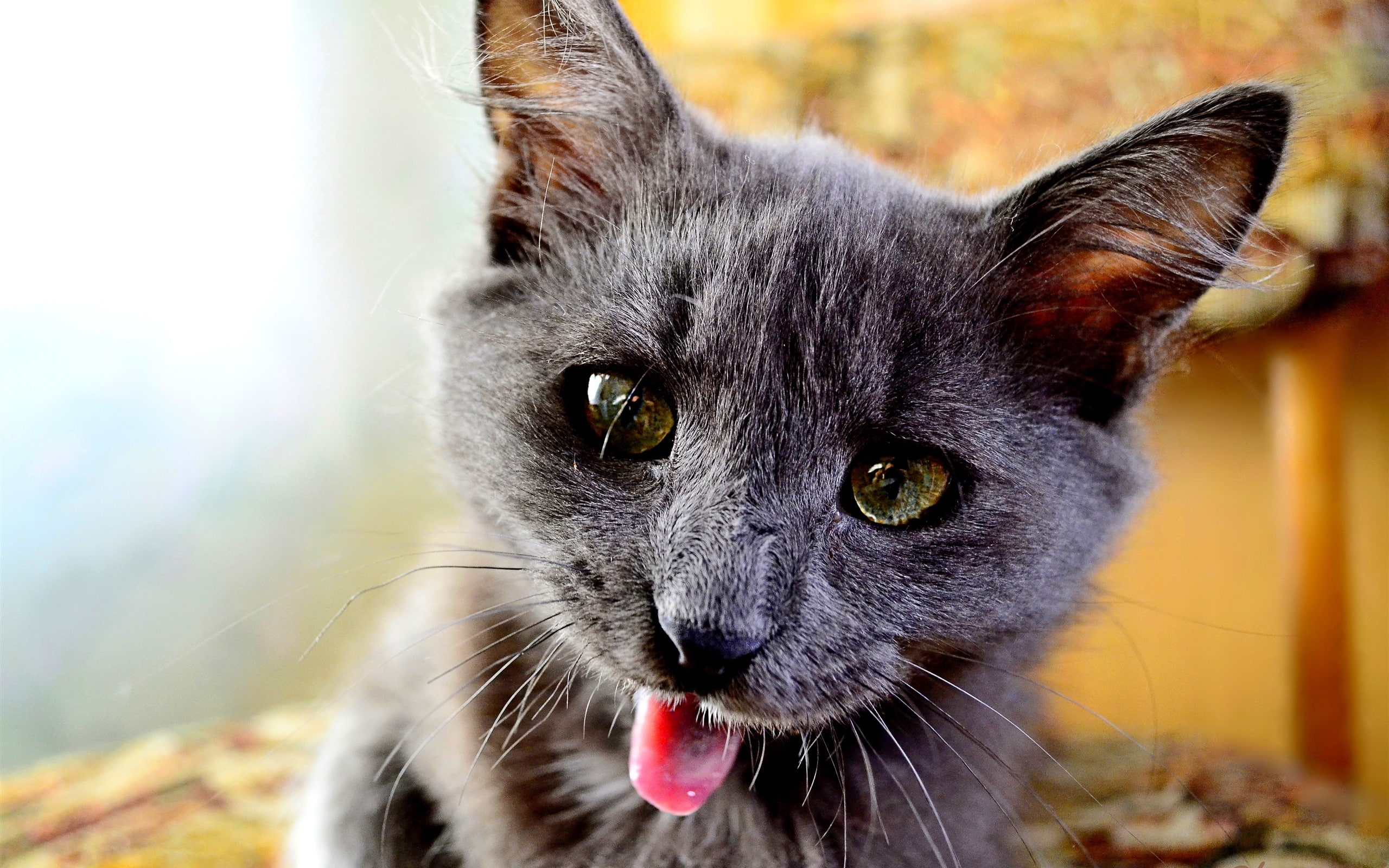 2K, Black, Kitten, Playful, HD Wallpaper
