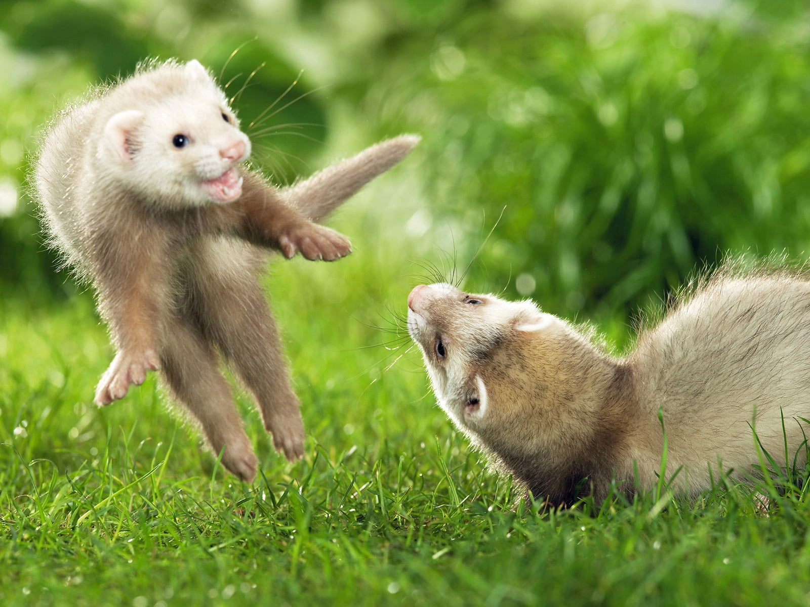 two animals, wildlife, playful, nature, green color, ferrets, jump, animals in the wild, small, mammal, white, togetherness, close-up, fur, one Animal, HD Wallpaper