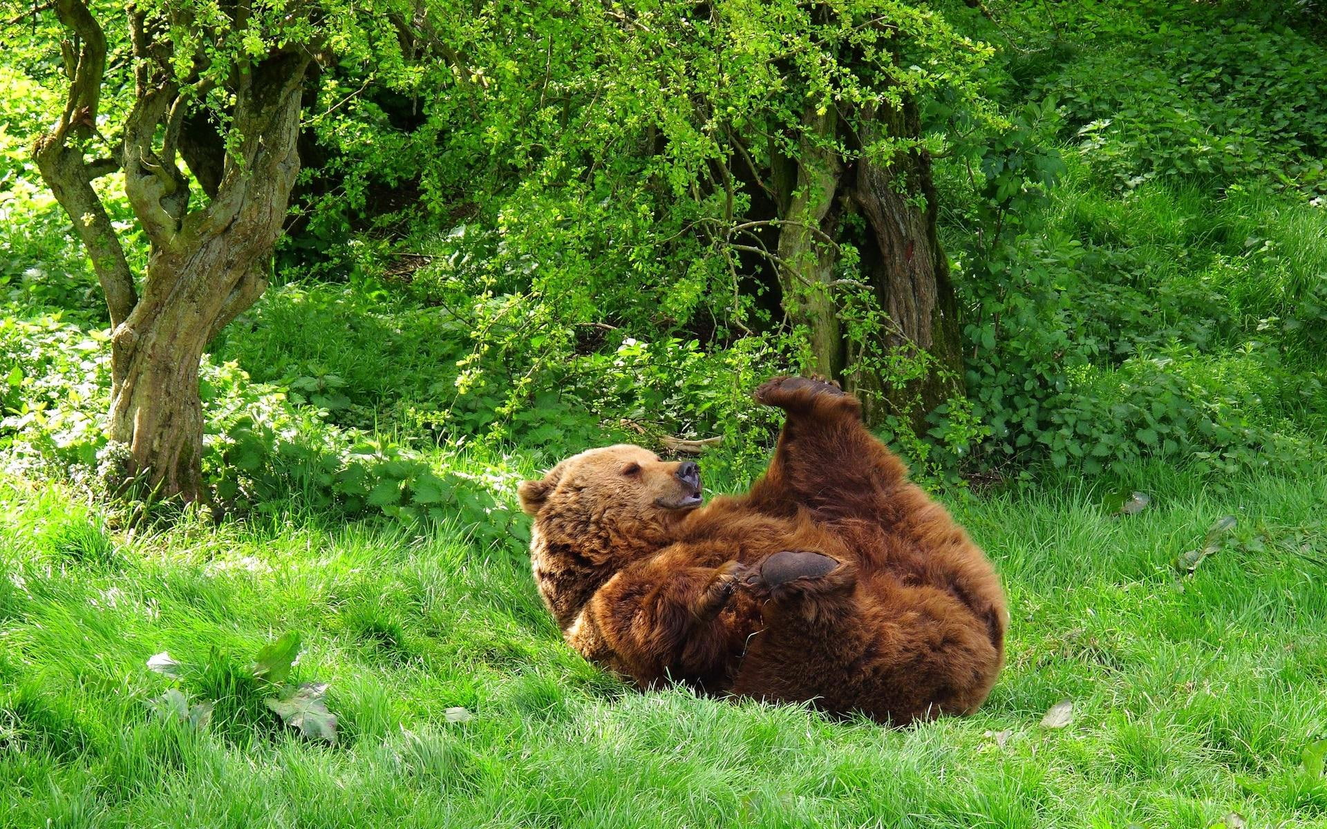 brown, bear, animal, 1080P, animals, playful, 1920x1200, HD Wallpaper