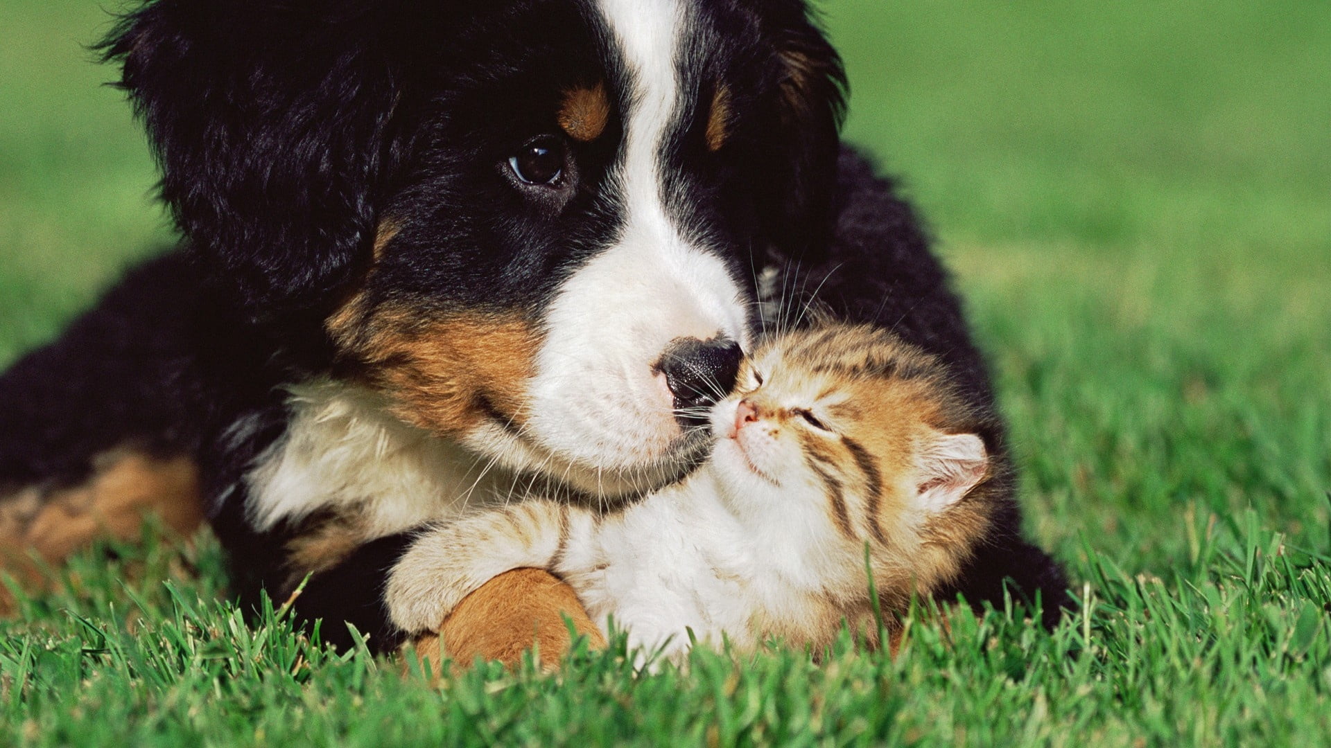 sitting, 1080P, outdoors, field, mammal, pets, young Animal, playful, small, one Animal, sheepdog, plant, bernese, summer, cute, green Color, friendship, HD Wallpaper
