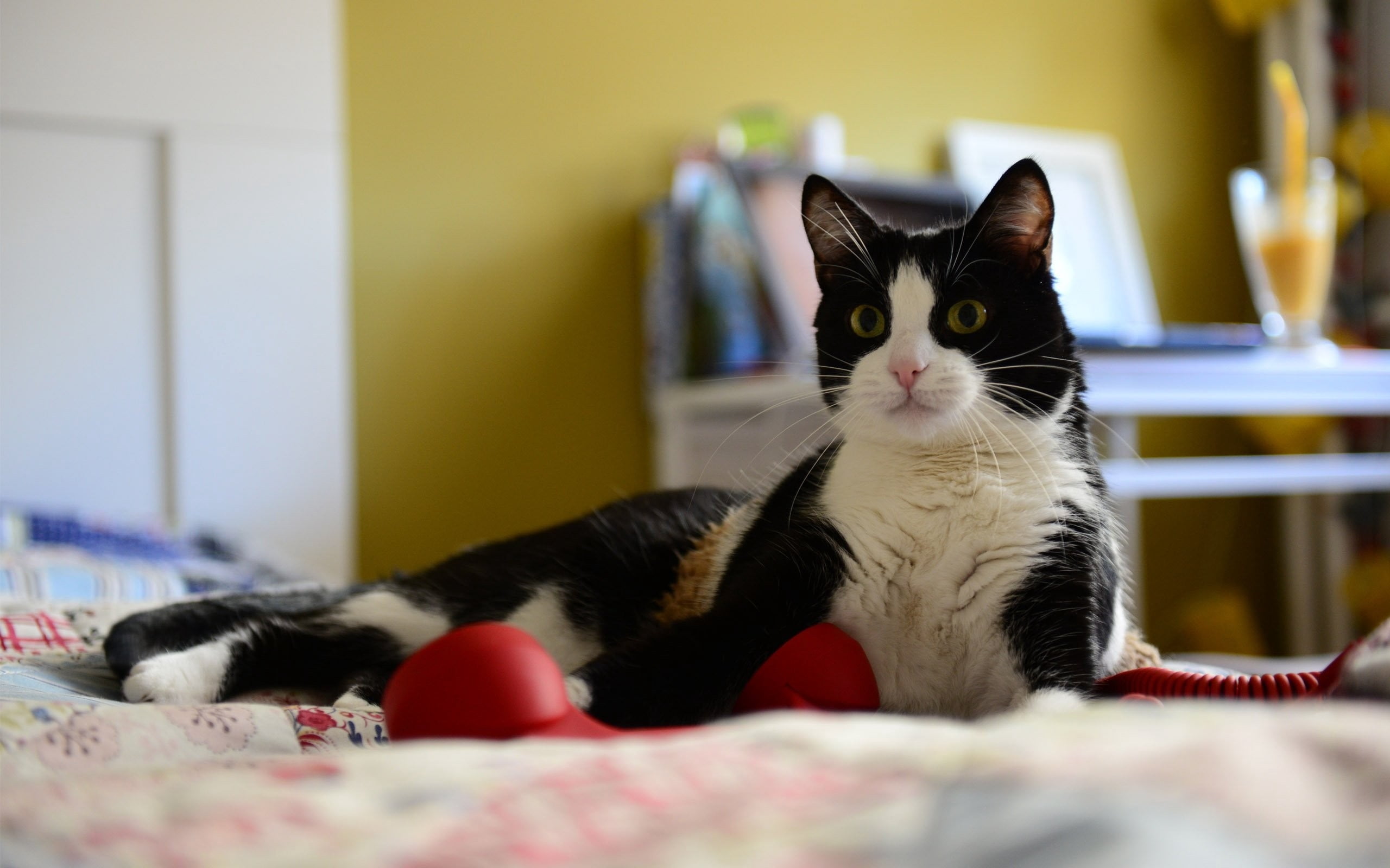 no people, playful, indoors, animal, whisker, furniture, domestic, relaxation, one animal, pets, bed, cat, mammal, domestic animals, looking at camera, HD Wallpaper