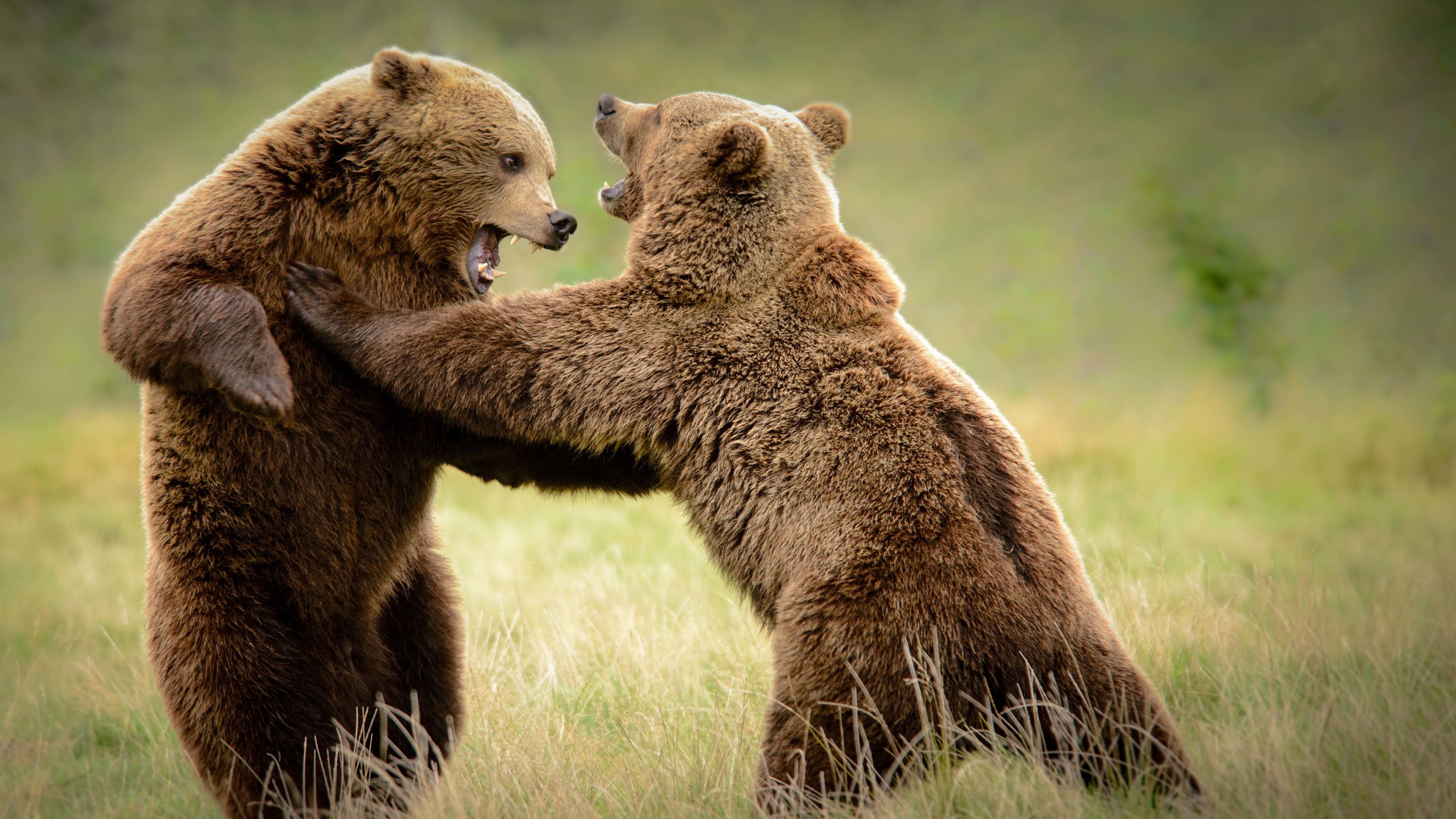 4K, Grass, Bears, Playful, Two, HD Wallpaper