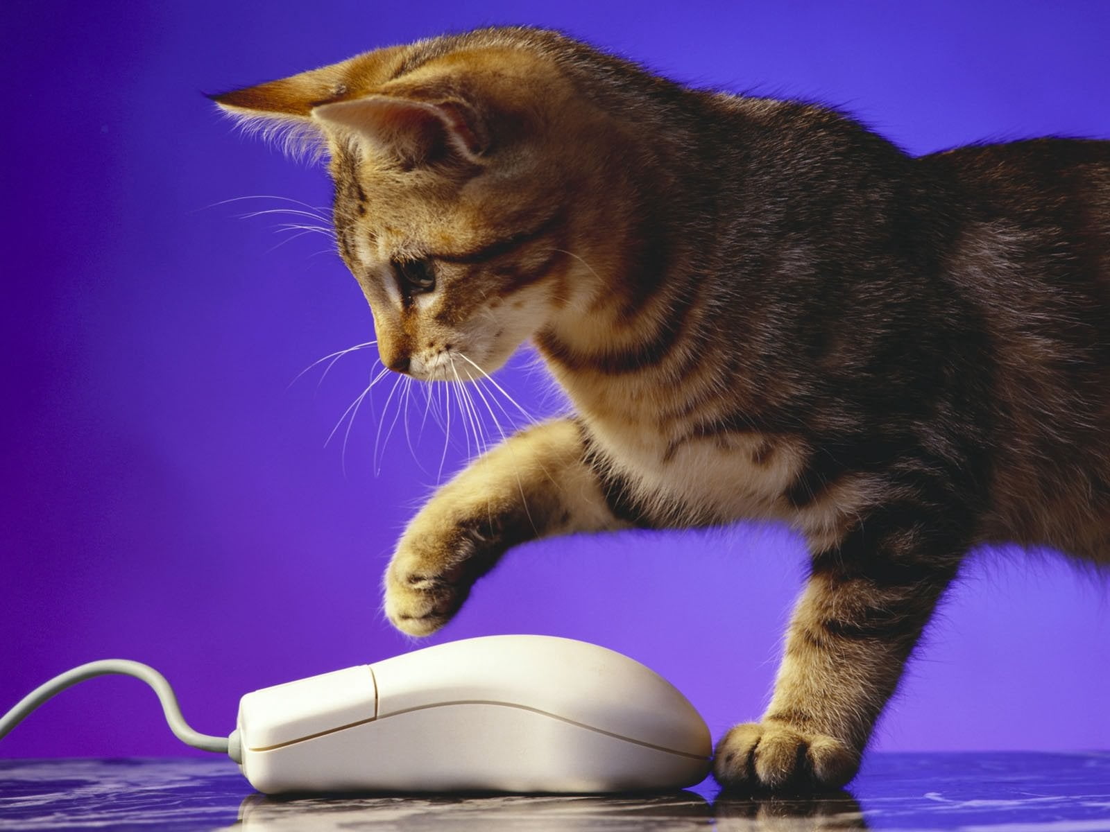 paw, whisker, brown, fur, 720P, computer, animal Eye, animal, vertebrate, cat, pets, kitten, beige, one Animal, looking, cute, mammal, technology, studio shot, HD Wallpaper
