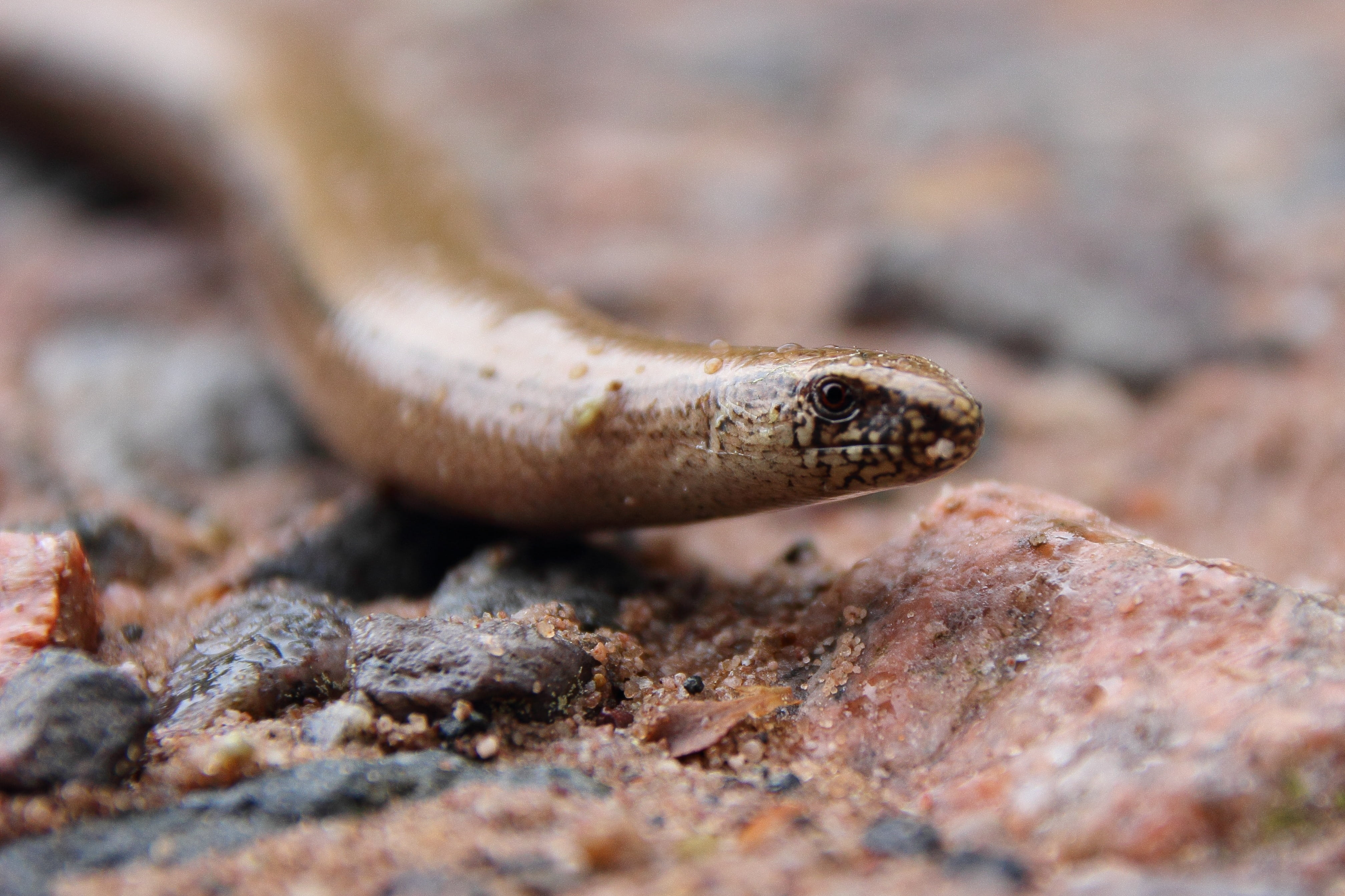 land, animal mouth, animal head, animal wildlife, anguis fragilis, 4K, close-up, selective focus, outdoors, slow worm, animal eye, eye, close, ground, HD Wallpaper