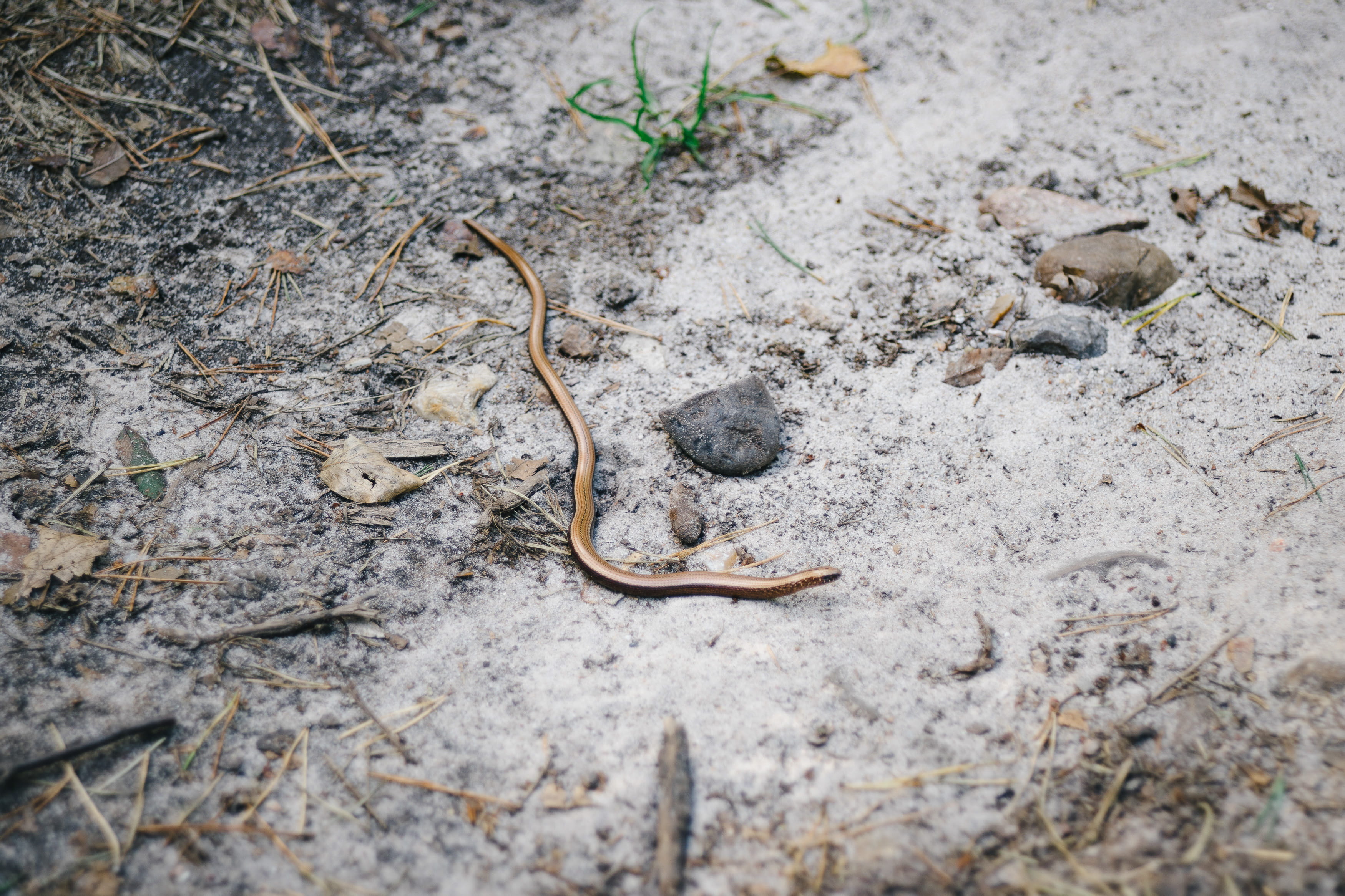 macro, image, slowworm, vertebrate, high angle view, fauna, poisonous, one animal, outdoor, slow-worm, natural, nobody, selective focus, outdoors, environment, HD Wallpaper