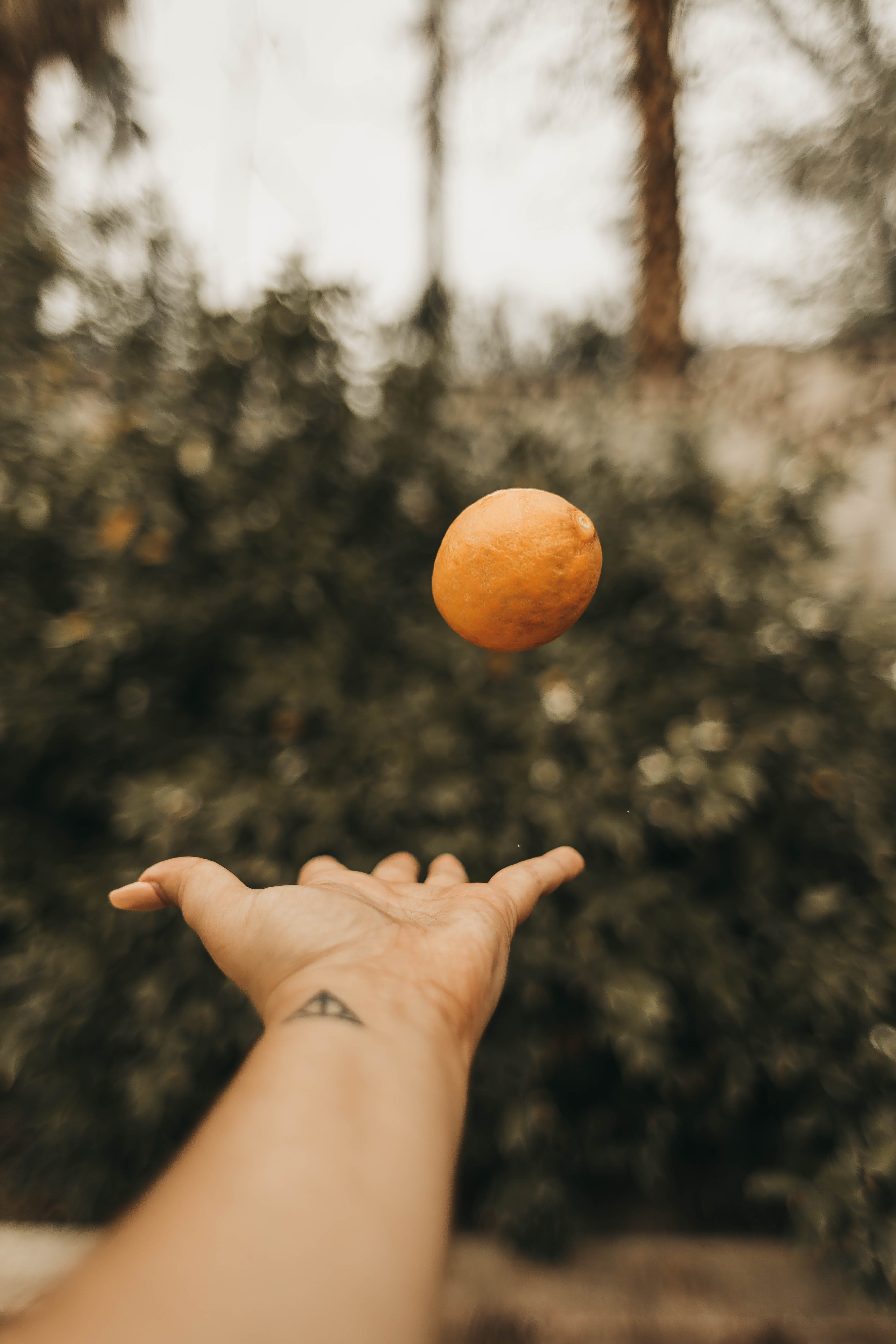 plant, personal perspective, leisure activity, jewelry, juggling, outdoors, apricot, ball, human body part, food and drink, body part, heart, accessories, Phone HD Wallpaper