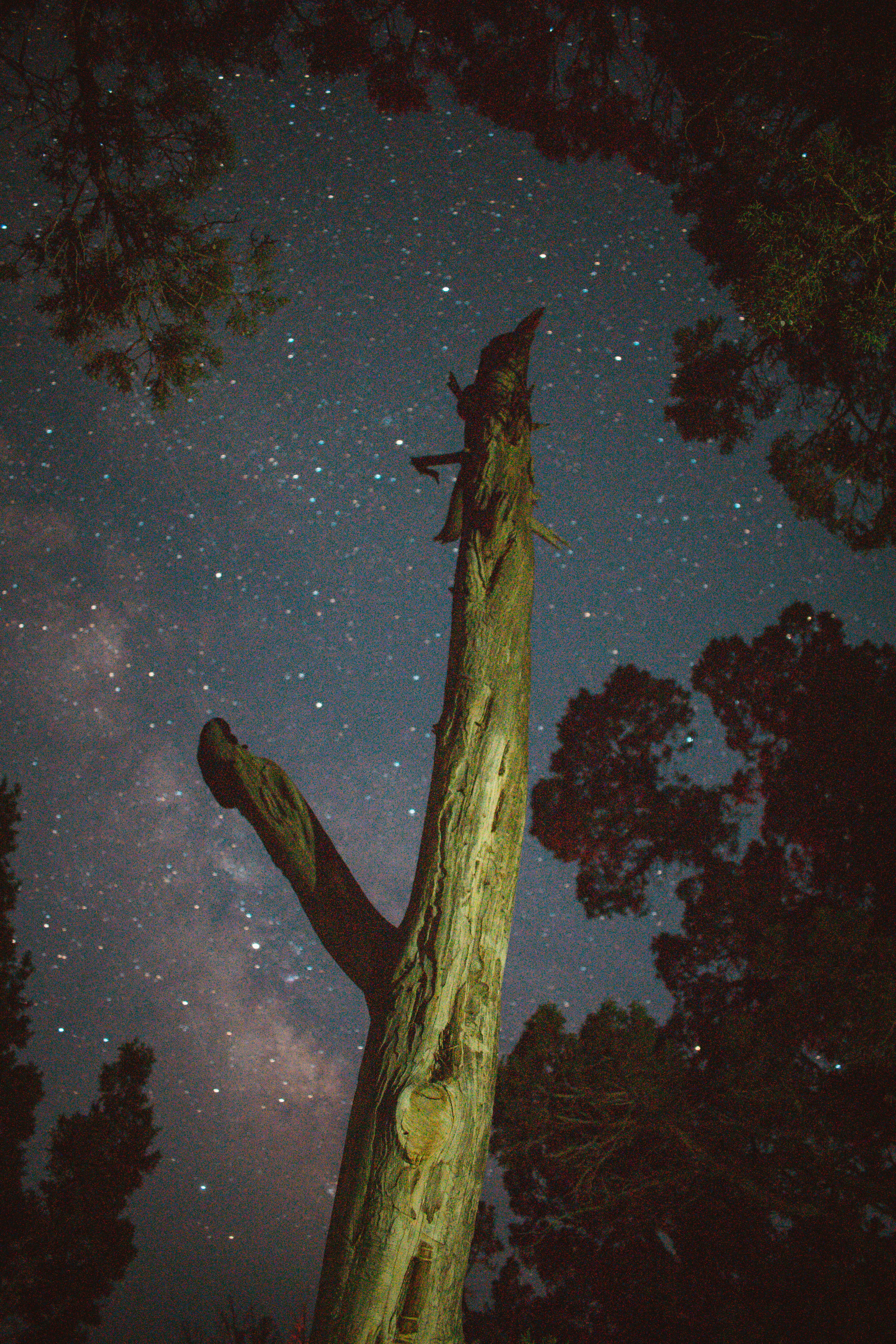 trunk, 5K, dark, forest, tree Trunk, horror, astronomy, branch, brown, star - Space, juniper, green, milky Way, desert, campsite, fantasy, galaxy, tree, Phone HD Wallpaper