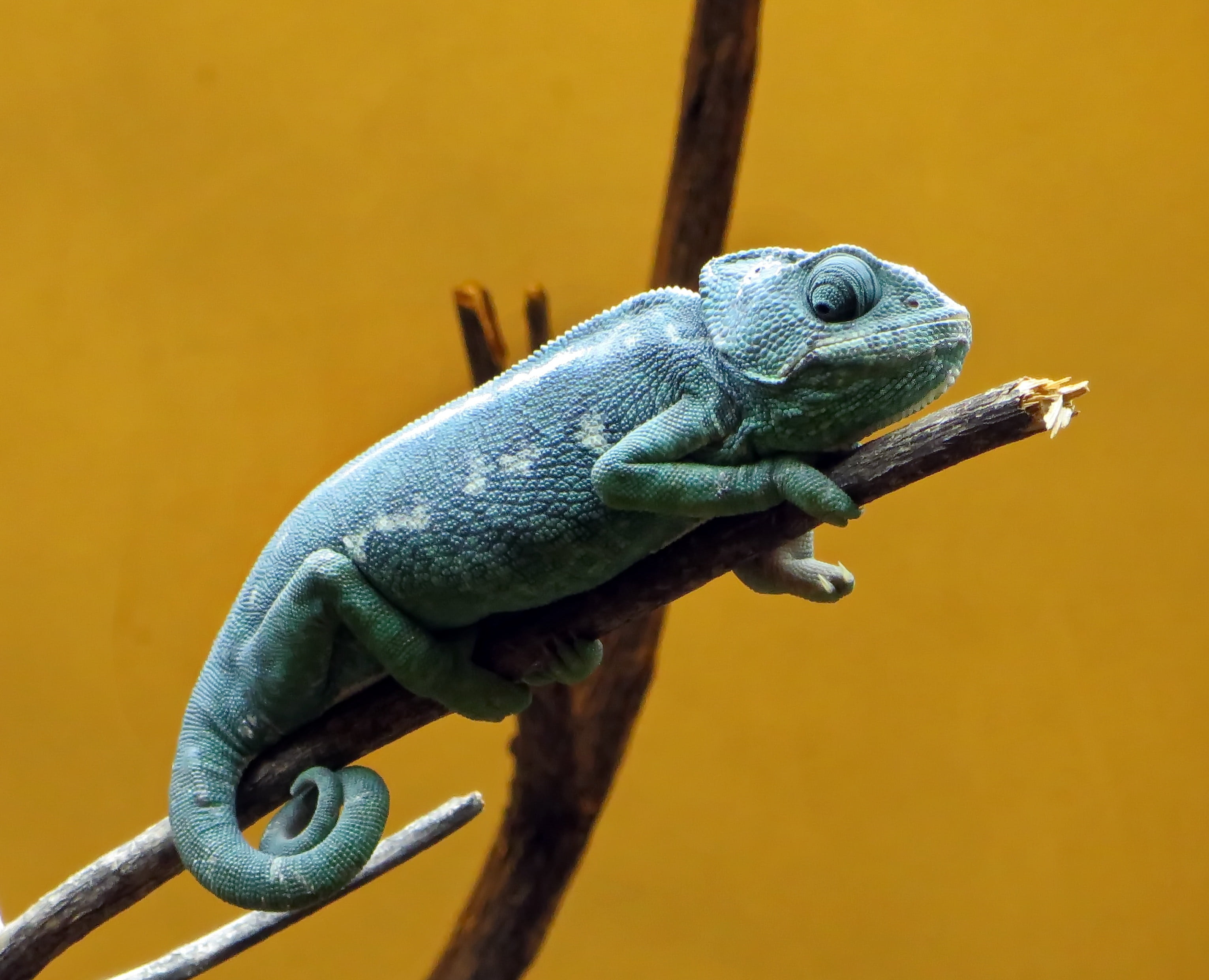 dinosaur, blue, animal, chameleon, animal wildlife, one animal, wildlife, 2K, day, green color, outdoors, branch, profile view, vivarium, animal head, HD Wallpaper
