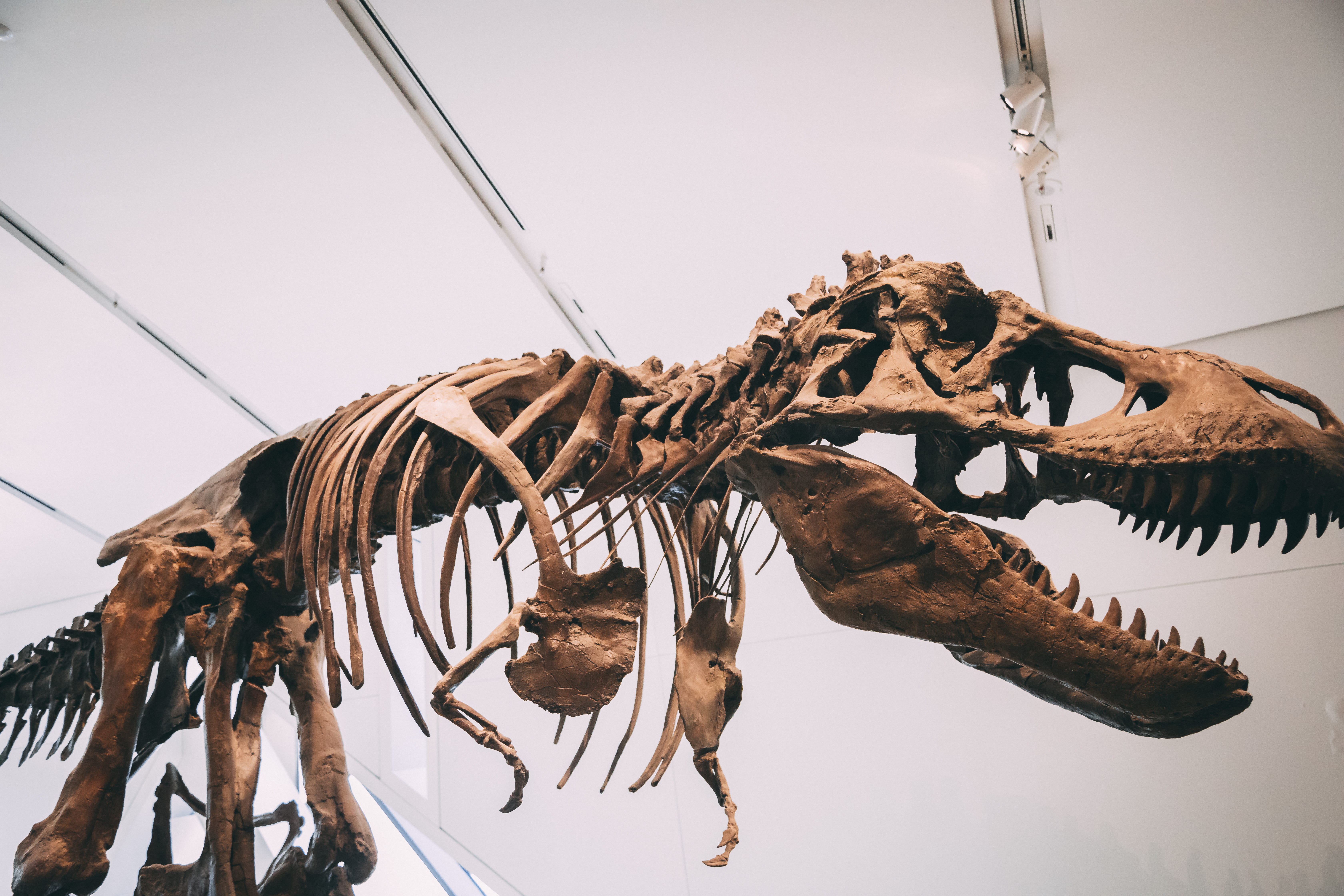 brown, hanging, sky, skeleton, animal body part, fish, dried food, nature, 5K, low angle view, fishing industry, dinosaur, vertebrate, animal themes, no people, HD Wallpaper