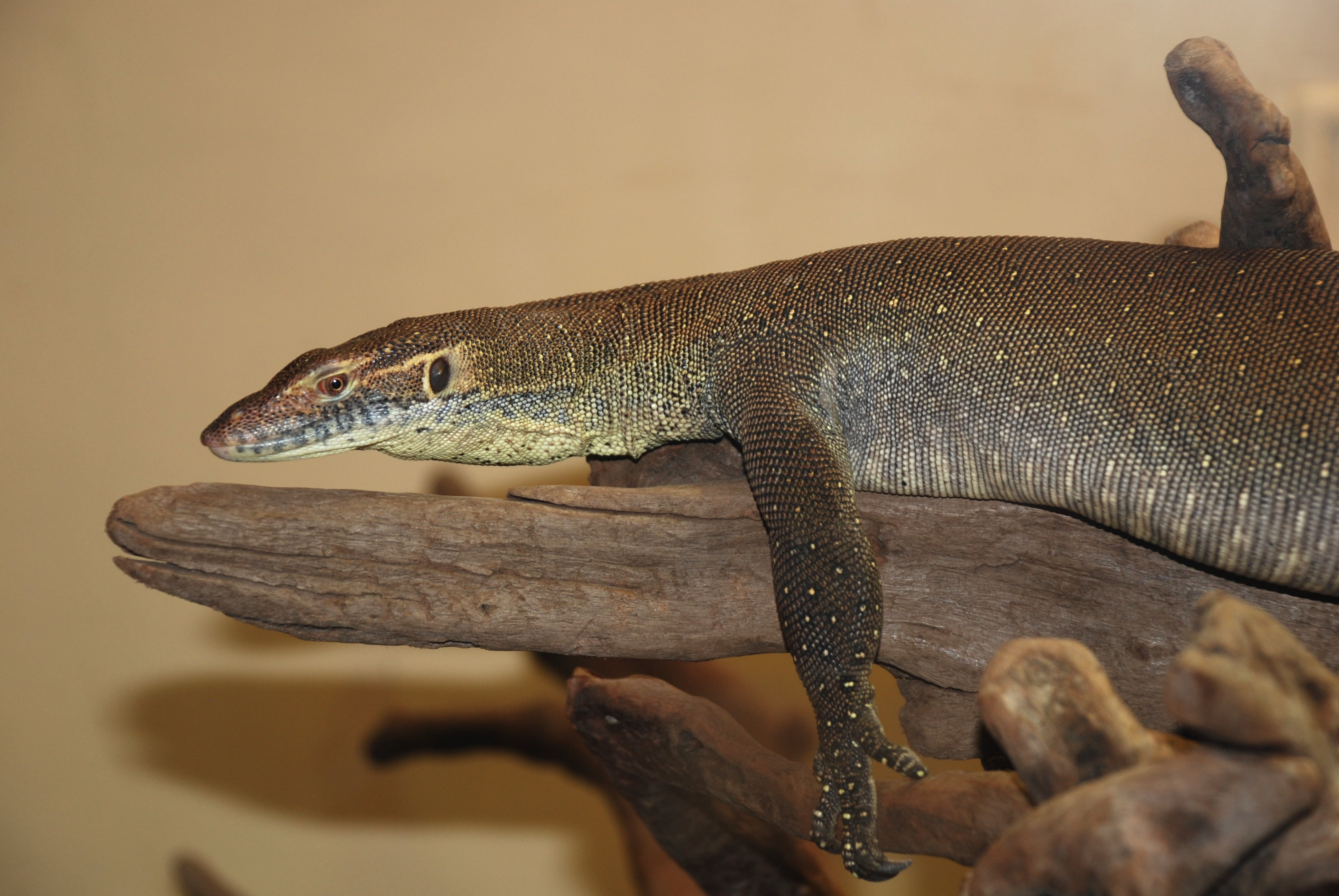 dragon, indoors, close-up, vertebrate, human hand, animal head, lizard, reptiles, wood - material, animal wildlife, one Animal, animal body part, wildlife, HD Wallpaper