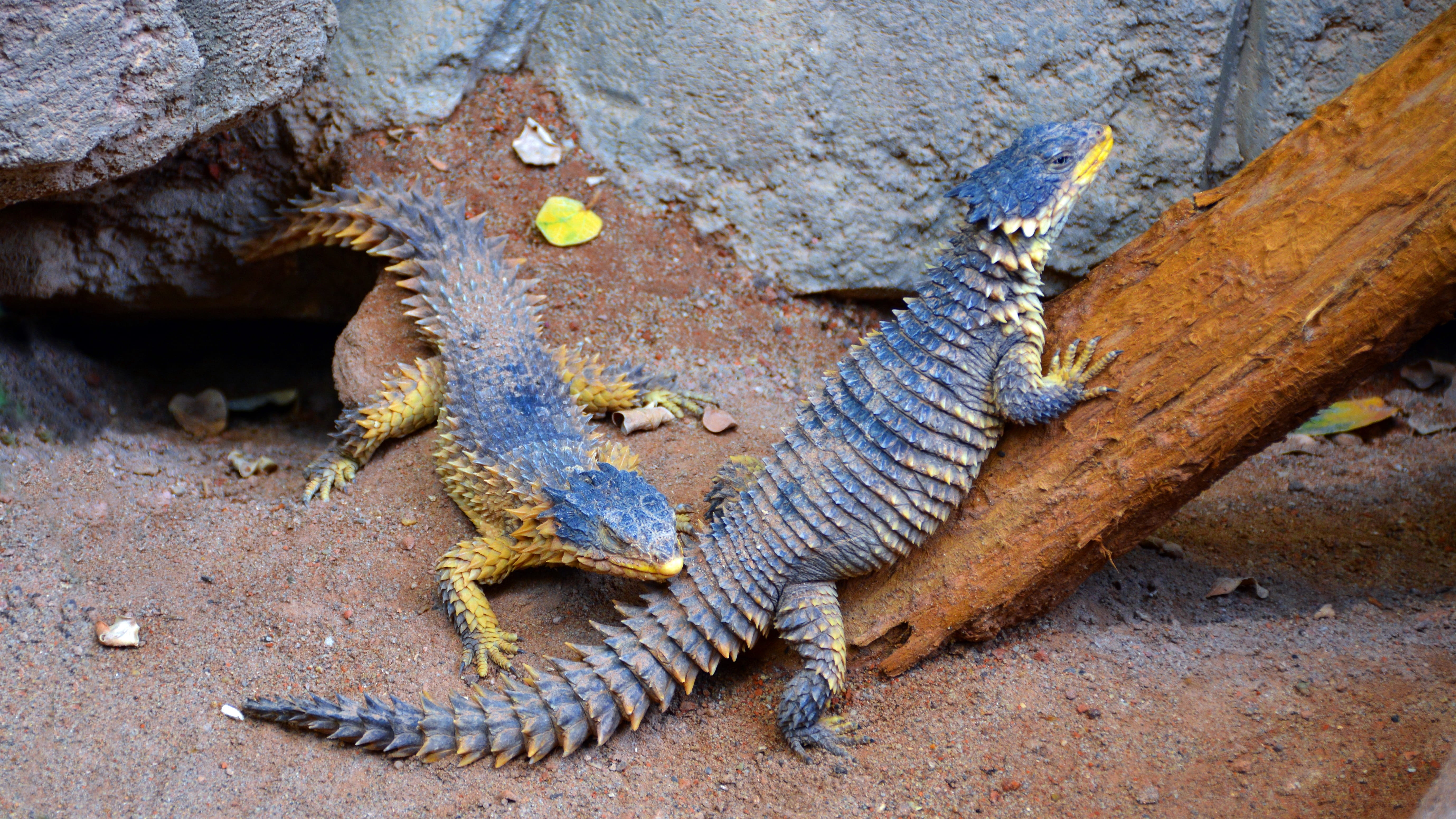 scaly, giant belt tail, one animal, dragon, animal scale, day, animal wildlife, cold blooded animals, Giant, land, animal themes, no people, animal, aggression, HD Wallpaper