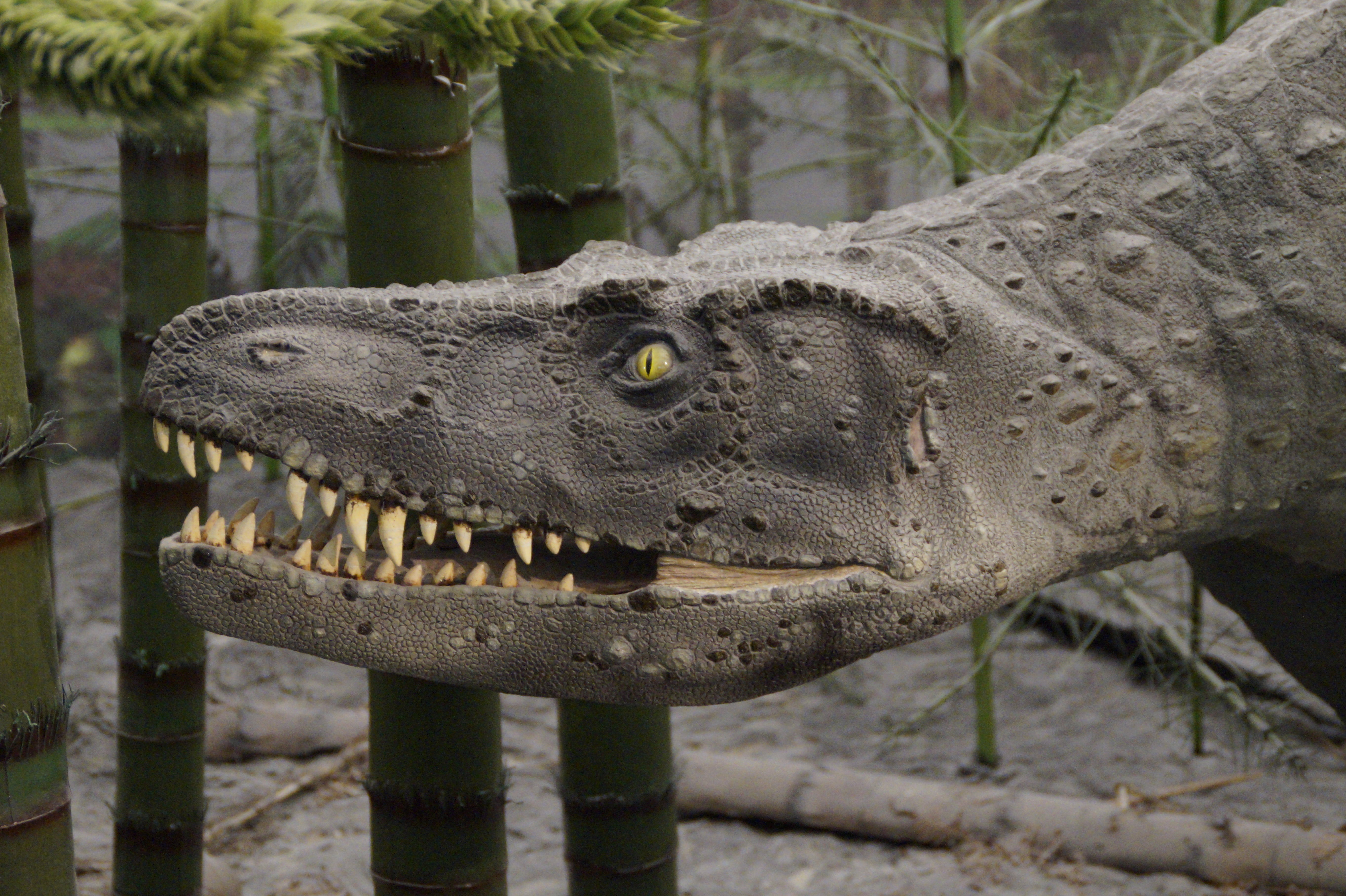 wildlife, reptile, museum of natural history, alligator, animals in the wild, danger, animal mouth, focus on foreground, close-up, landscape, animal wildlife, HD Wallpaper