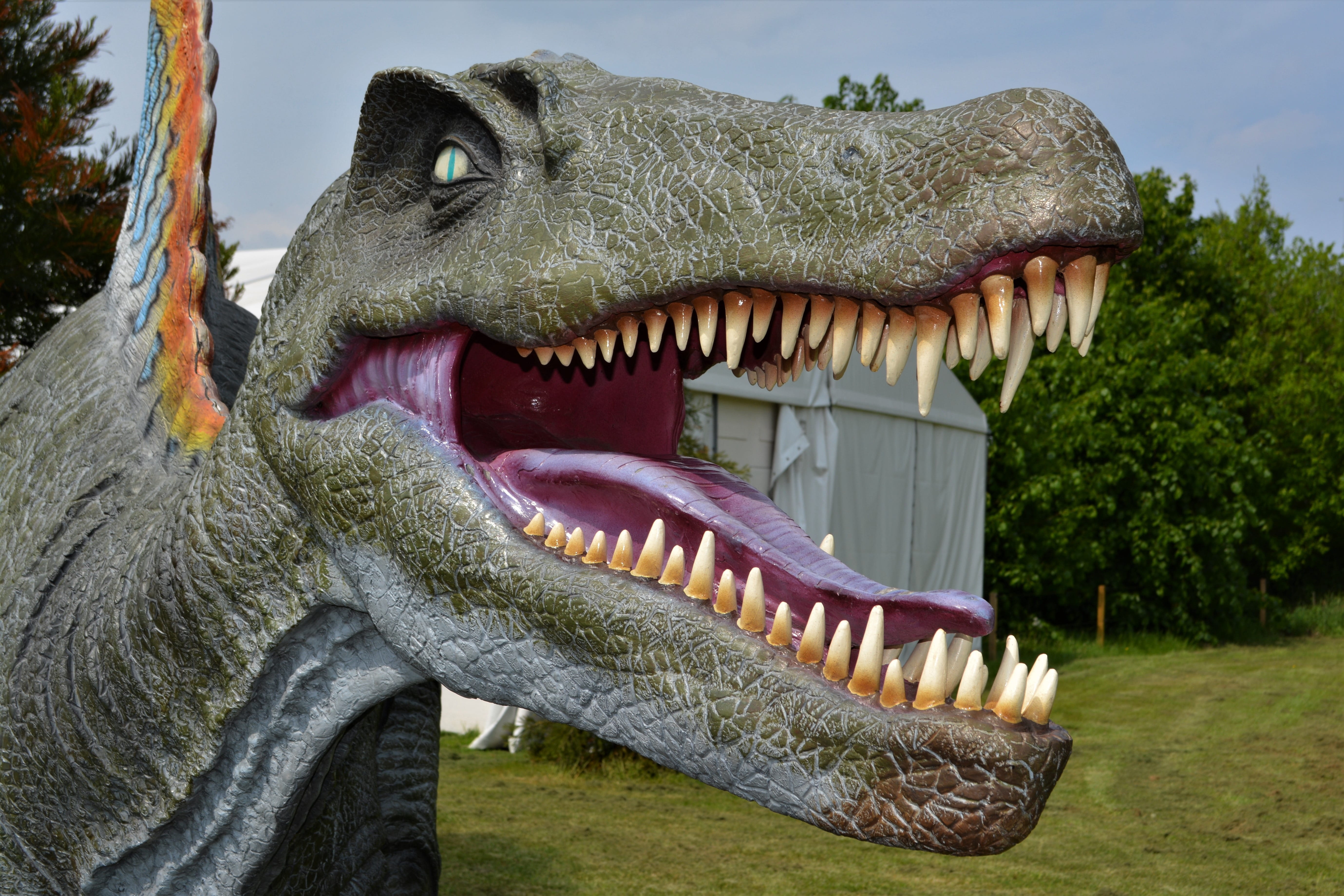 outdoors, animal head, built structure, statue, tree, animal teeth, 5K, mouth open, dino-park, nature, wedde, no people, hagbard, holland, dinosaur, representation, HD Wallpaper