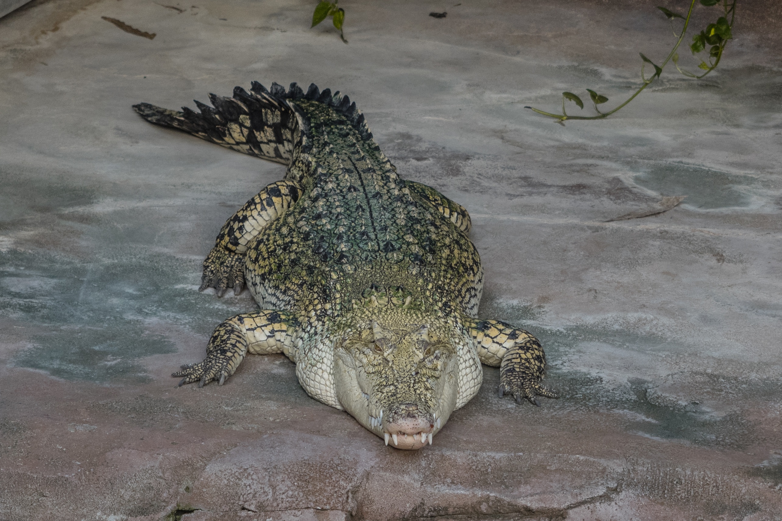 no people, outdoors, zoo, alligator, mouth open, dangerous, high angle view, animal body part, water, scale, nature, foot, tail, animal wildlife, animals in the wild, HD Wallpaper