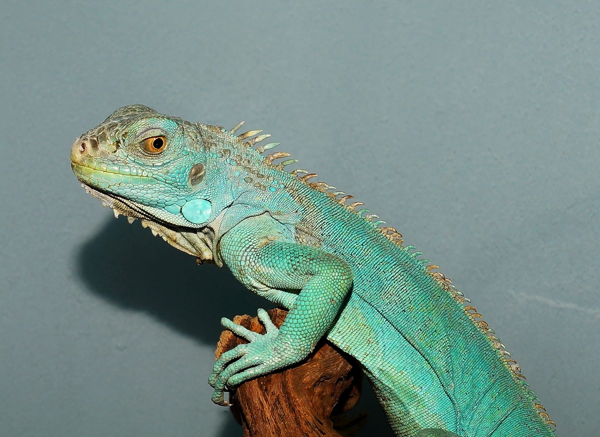 chameleon, no people, animal themes, Close, dragon, animal wildlife, green, animals in the wild, animal portrait, studio shot, carnivores, creature, green color, HD Wallpaper