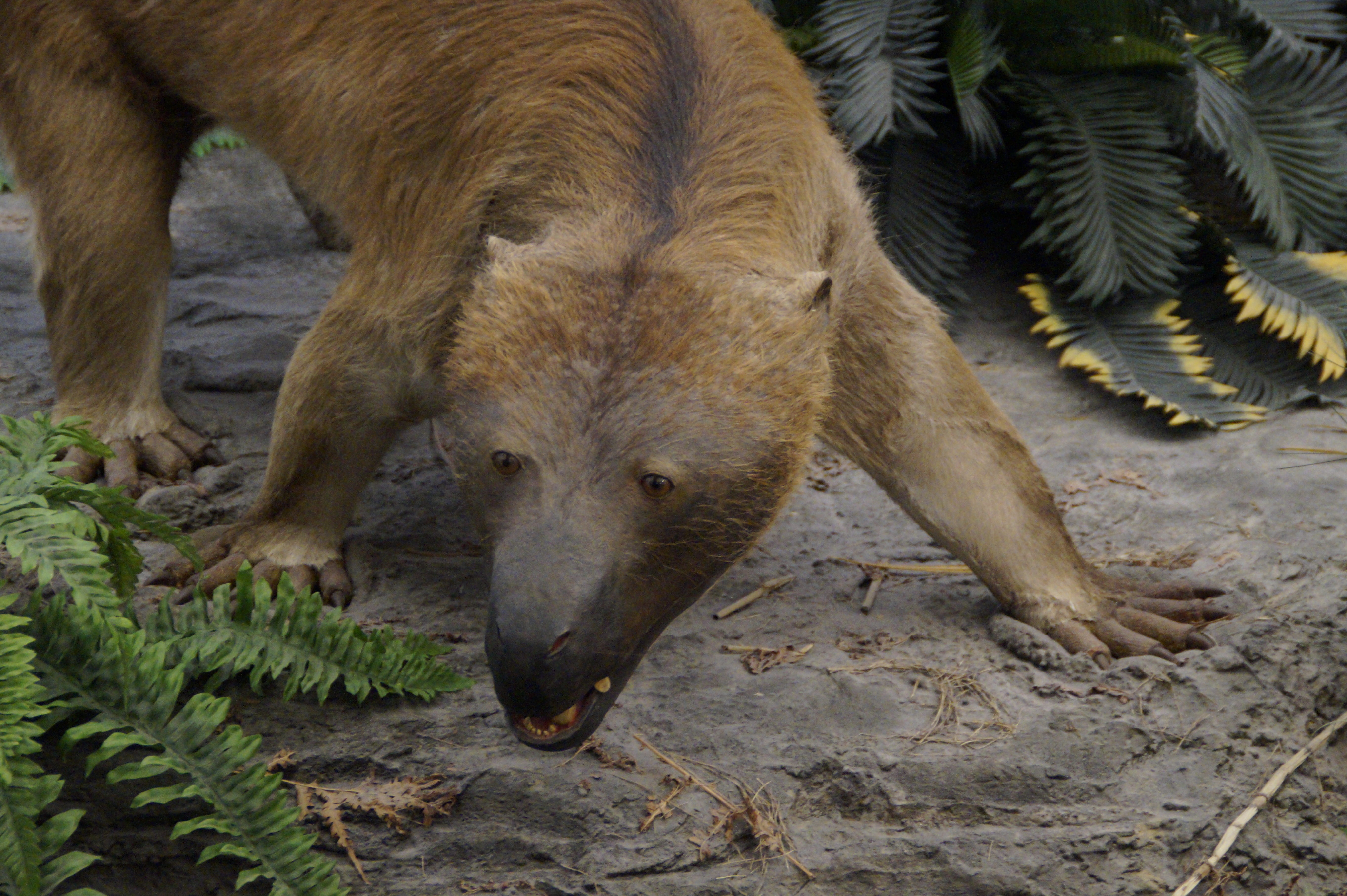 exhibit, one animal, 5K, canine, predator, mouth open, day, urtier, animal head, plant part, animal themes, replica, prehistoric times, dangerous, pets, HD Wallpaper