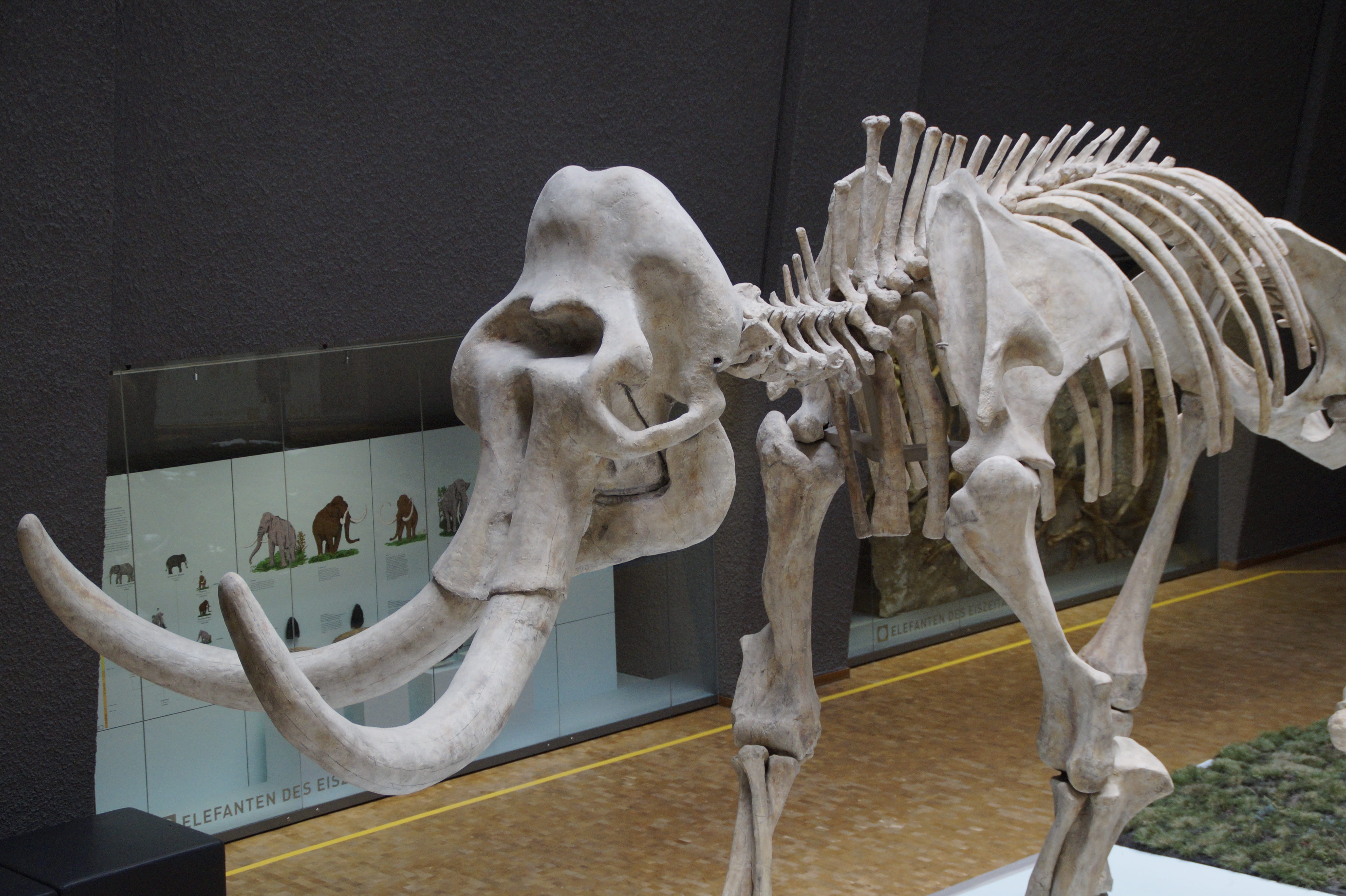 sculpture, the past, craft, human representation, mammals, urtier, stuttgart, museum of natural history, prehistoric times, natural history museum, tooth, HD Wallpaper