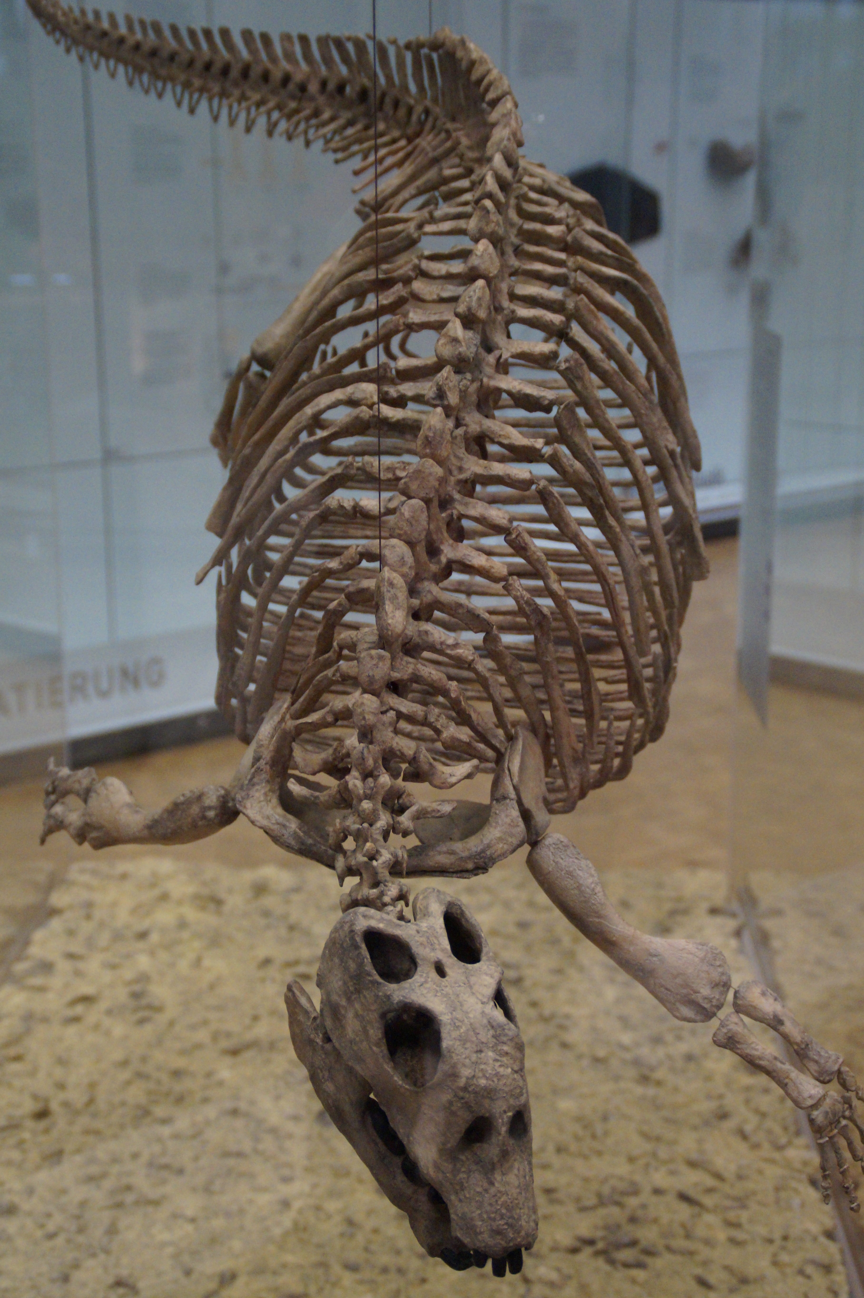 animal body part, animal themes, pattern, close-up, creativity, indoors, art and craft, paleontology, science, animal skull, animal skeleton, exhibit, 5K, Phone HD Wallpaper