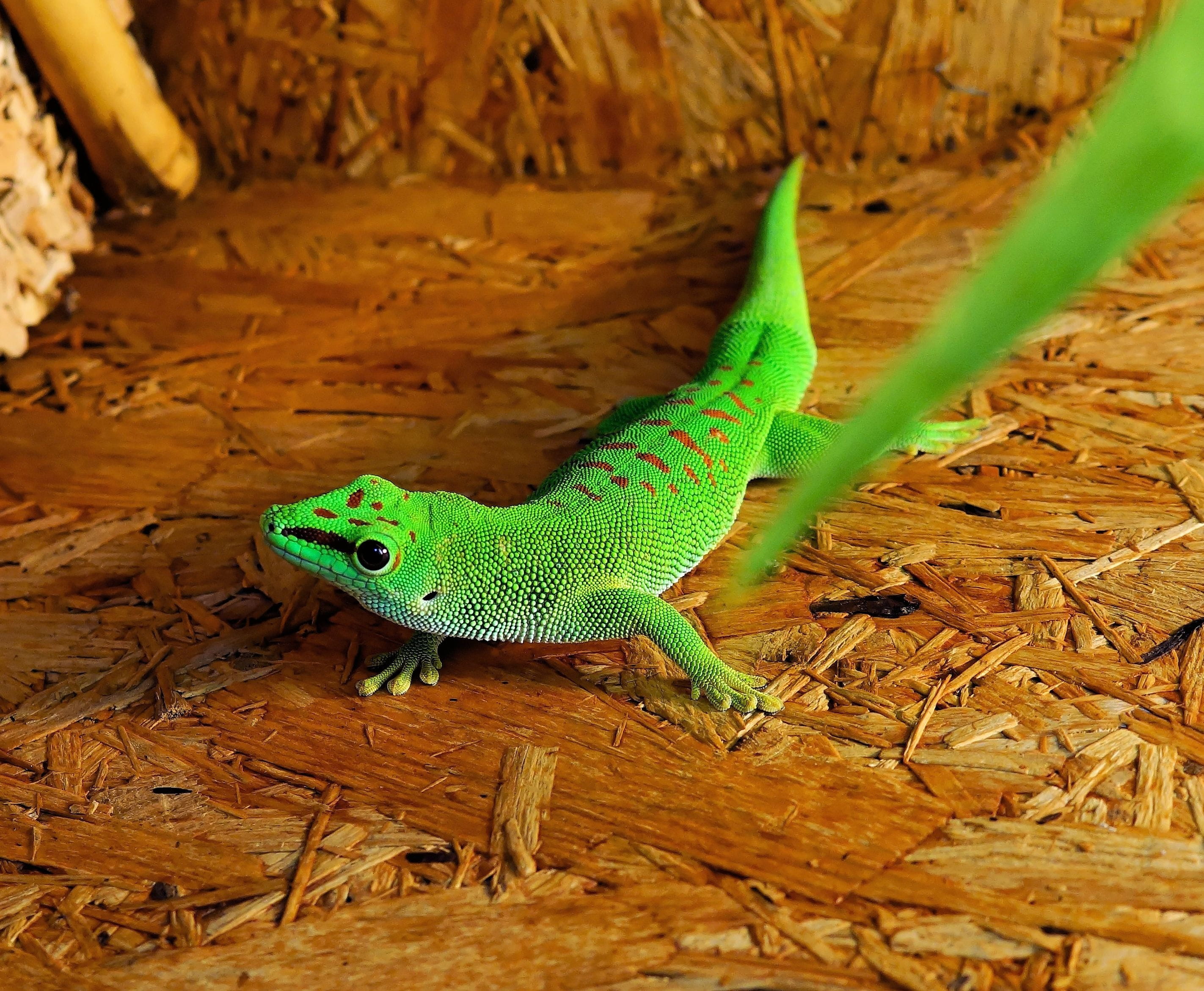 field, high angle view, green Color, nature, wildlife, day, animal wildlife, animals in the wild, one animal, 2K, Reptile, Gecko, animal scale, no people, HD Wallpaper