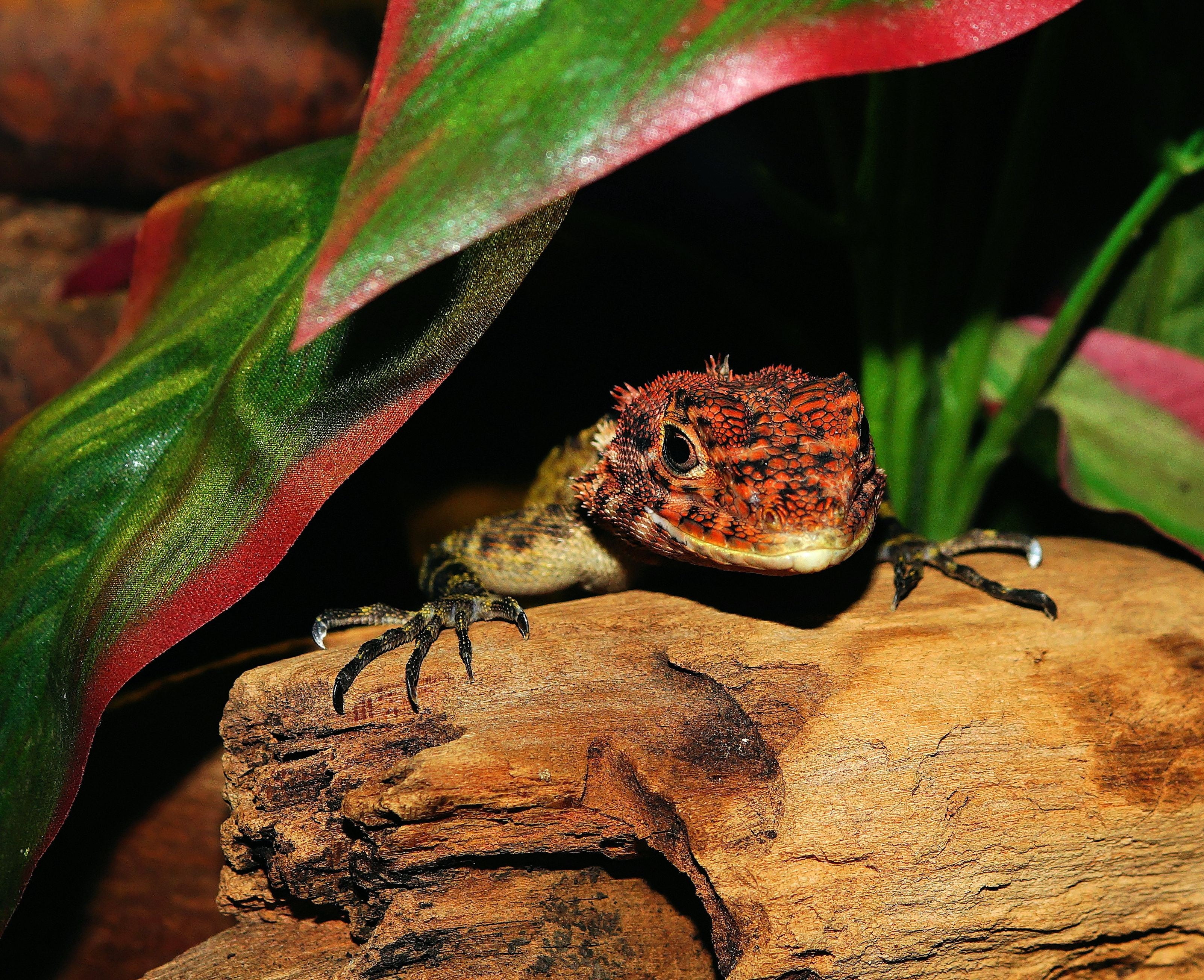 outdoors, day, close-up, animal wildlife, hot, brown, no people, plant, leaves, dry, beauty in nature, leaf, 2K, animal, lizard, tree, plant part, one animal, HD Wallpaper