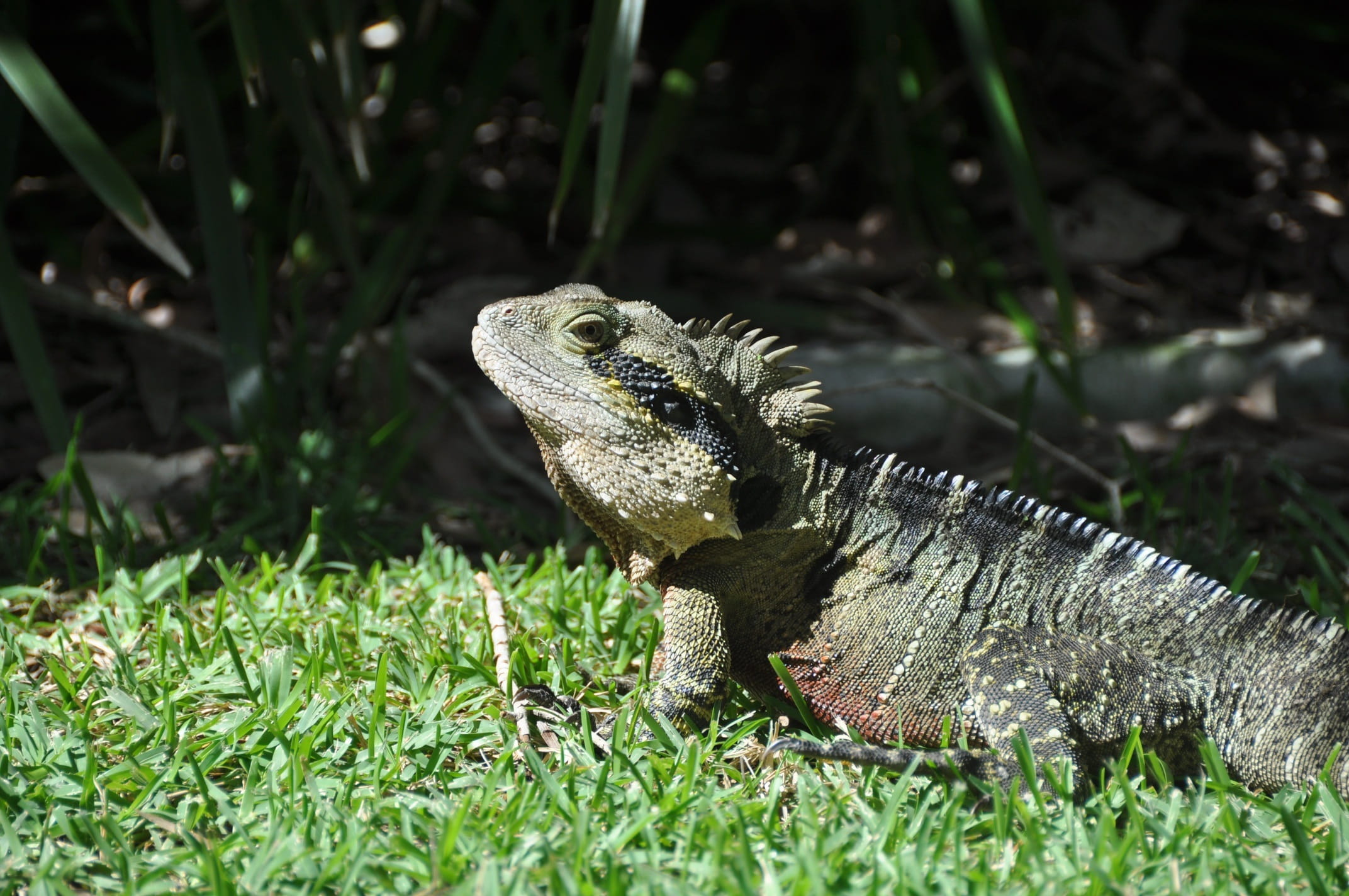 Reptile, iguana, 1080P, nature, animals And Pets, animal body part, animal world, Lizard, animal wildlife, Insect, wild animal, focus on foreground, day, HD Wallpaper
