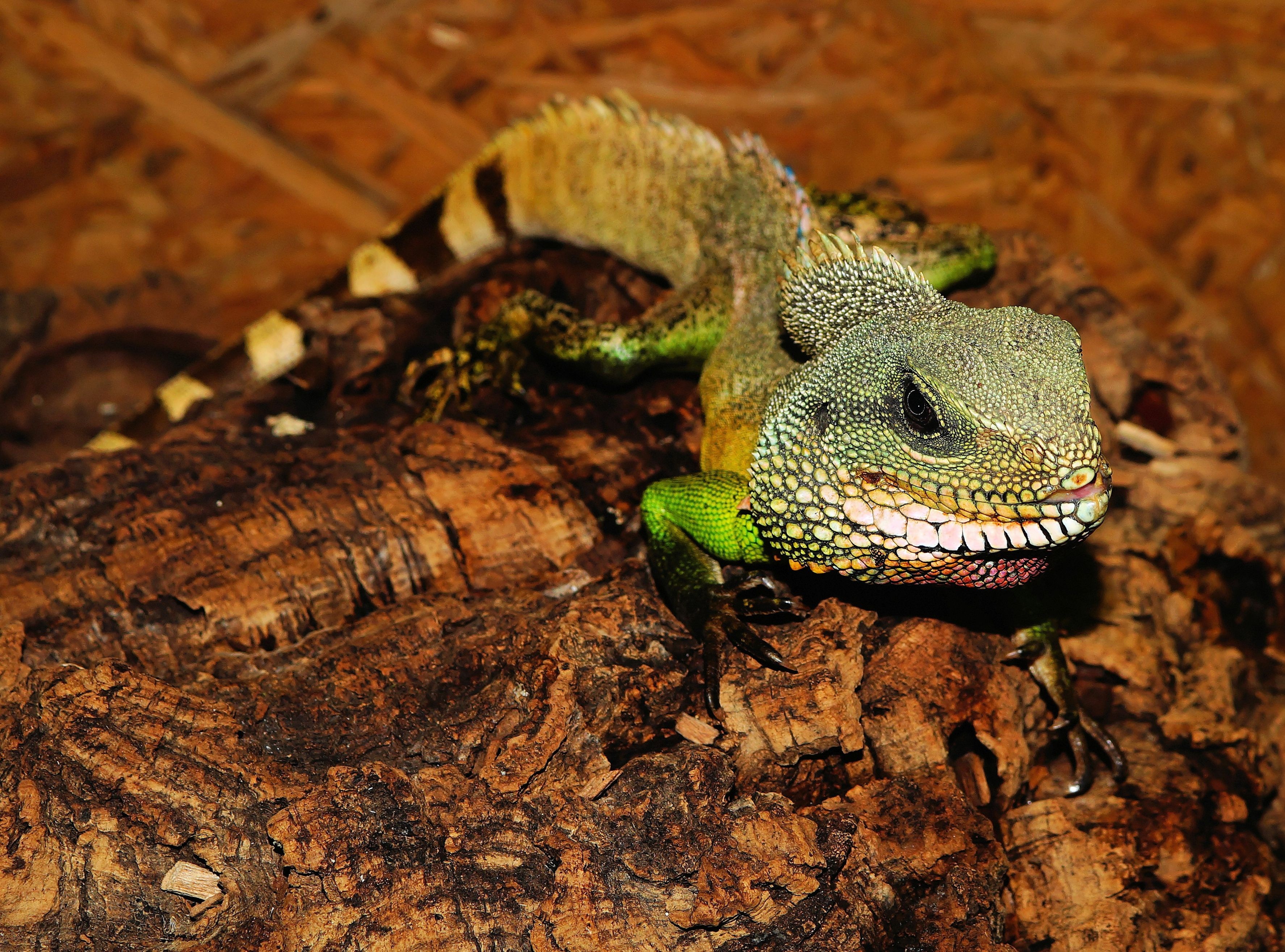 hot, one animal, scale, animal body part, terrarium, poisonous, dry, animal head, animal scale, animal, reptile, animal themes, high angle view, focus on foreground, HD Wallpaper