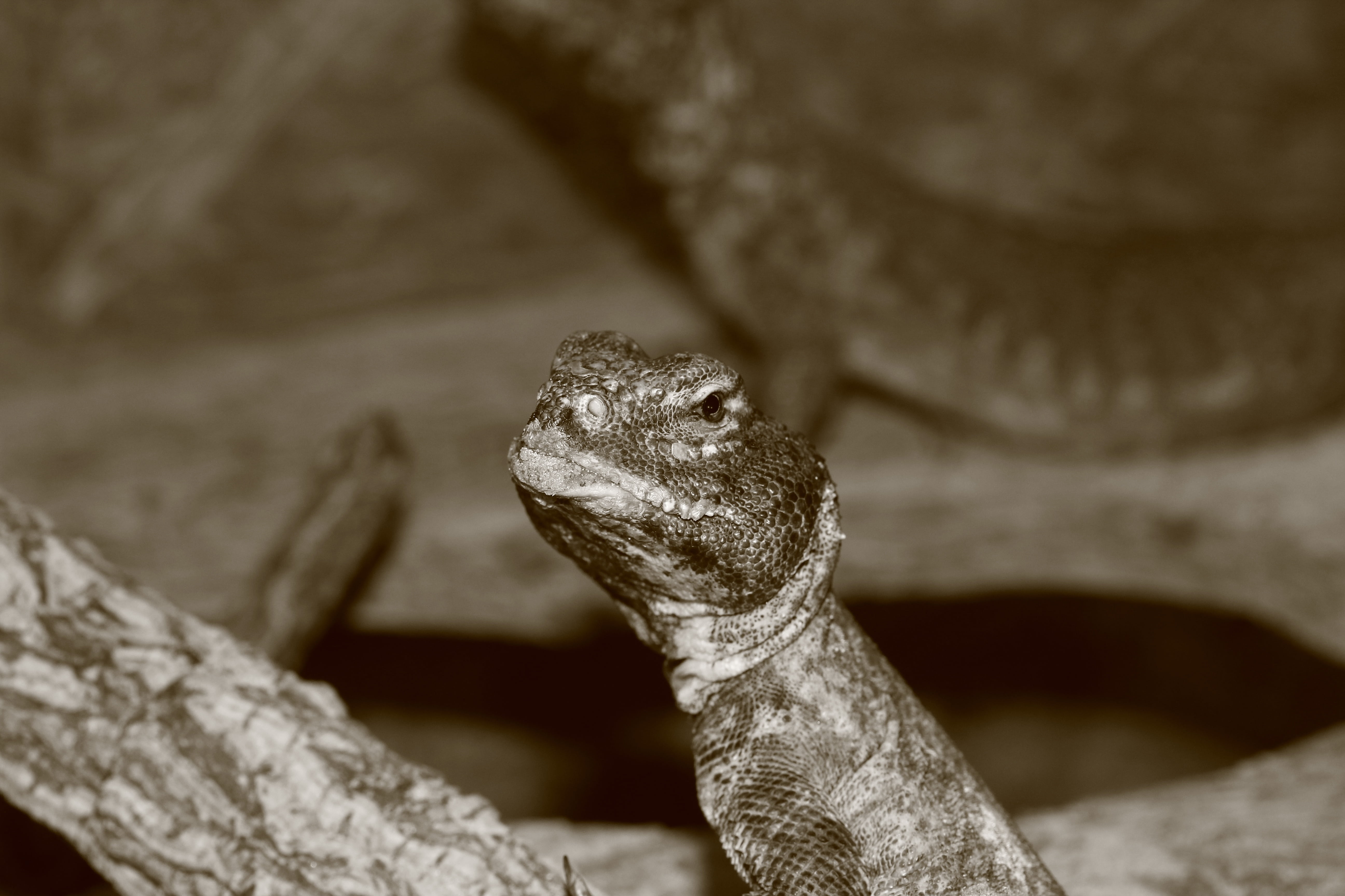jungle, chameleon, hot, one animal, dry, animals in the wild, rock - object, lizard, animal themes, rock, vertebrate, nature, close-up, zoo, animal, urtier, HD Wallpaper