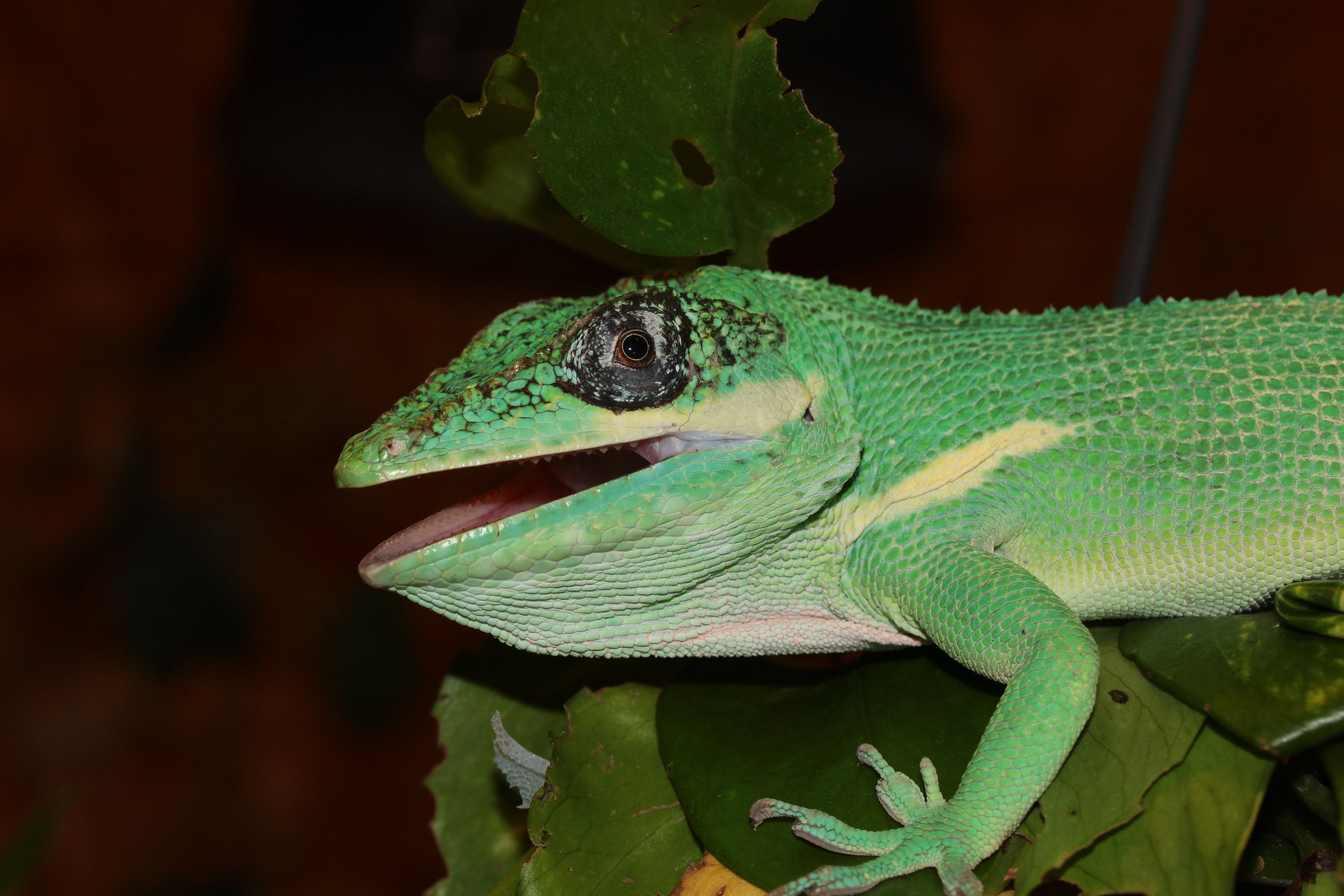 reptile, animal, animal wildlife, animals in the wild, plant, 5K, no people, chameleon, urtier, lizard, iguana, jungle, one animal, leaf, rainforest, vertebrate, HD Wallpaper