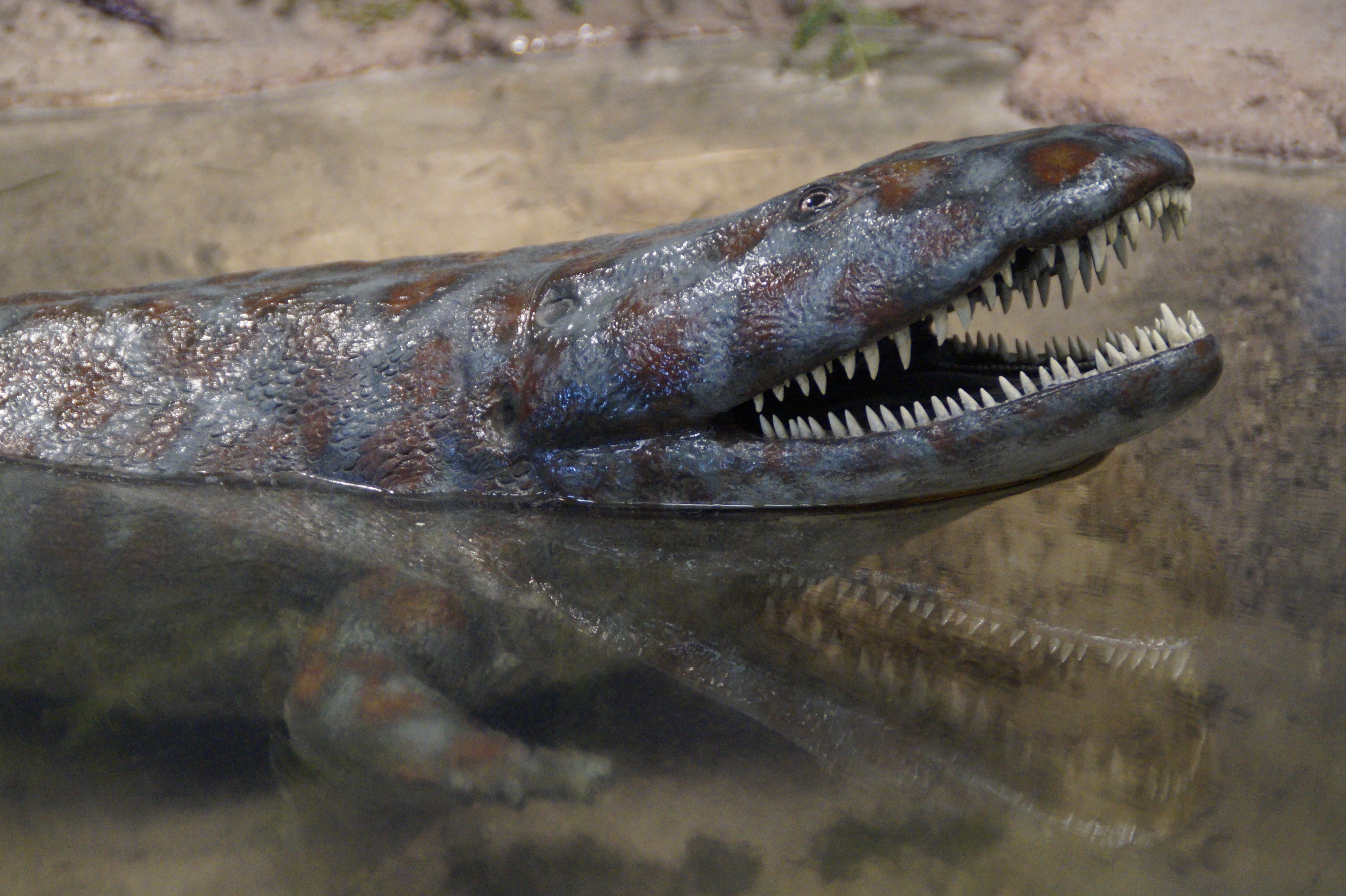 ominous, crocodile, exhibit, 5K, tooth, marine, evolution, natural history museum, sign, stuttgart, aggression, animal head, no people, creepy, museum, HD Wallpaper