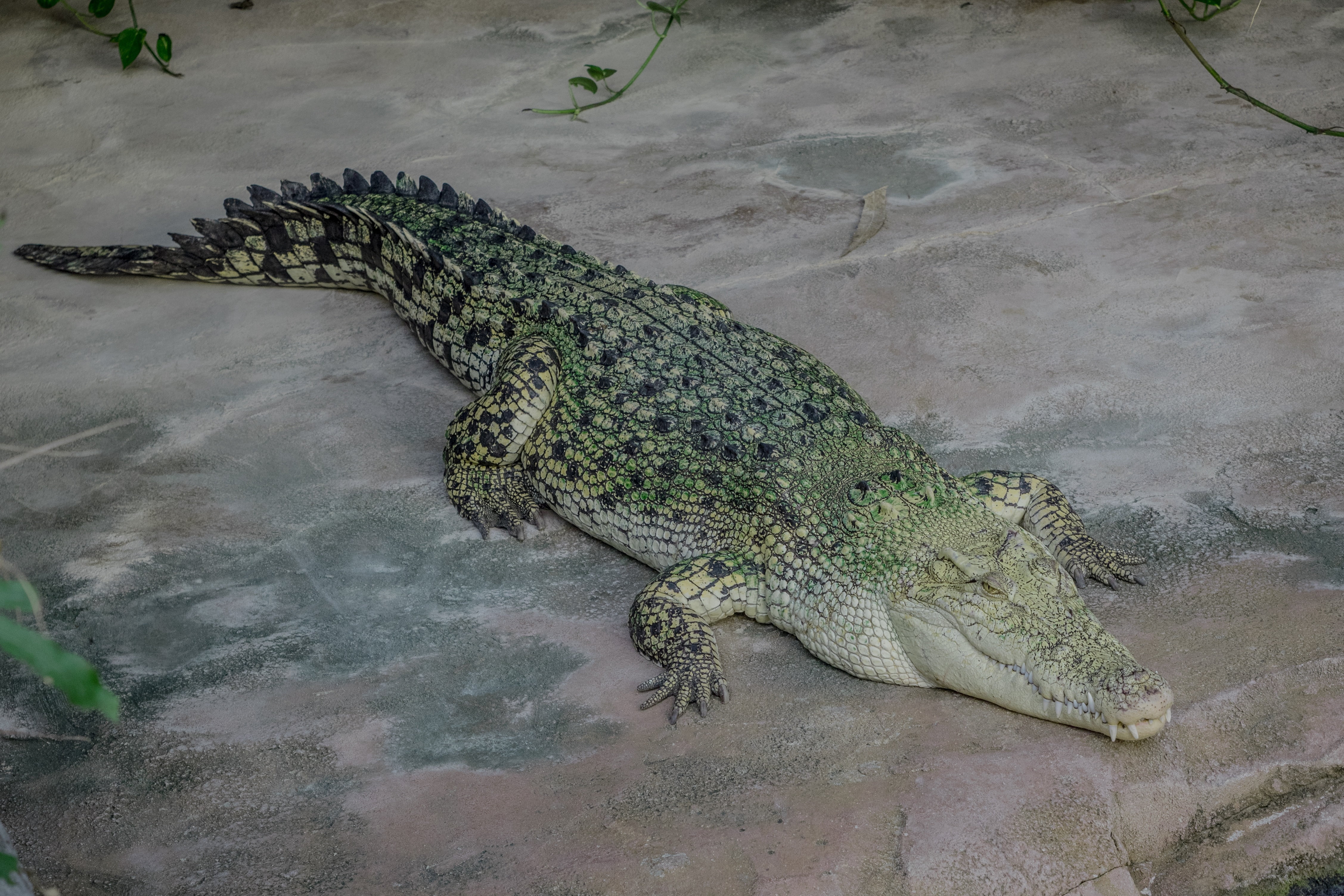 animal scale, dangerous, tail, tooth, reptile, water, animals in the wild, zoo, lizard, relaxation, predator, outdoors, animal world, close, tree, scale, HD Wallpaper