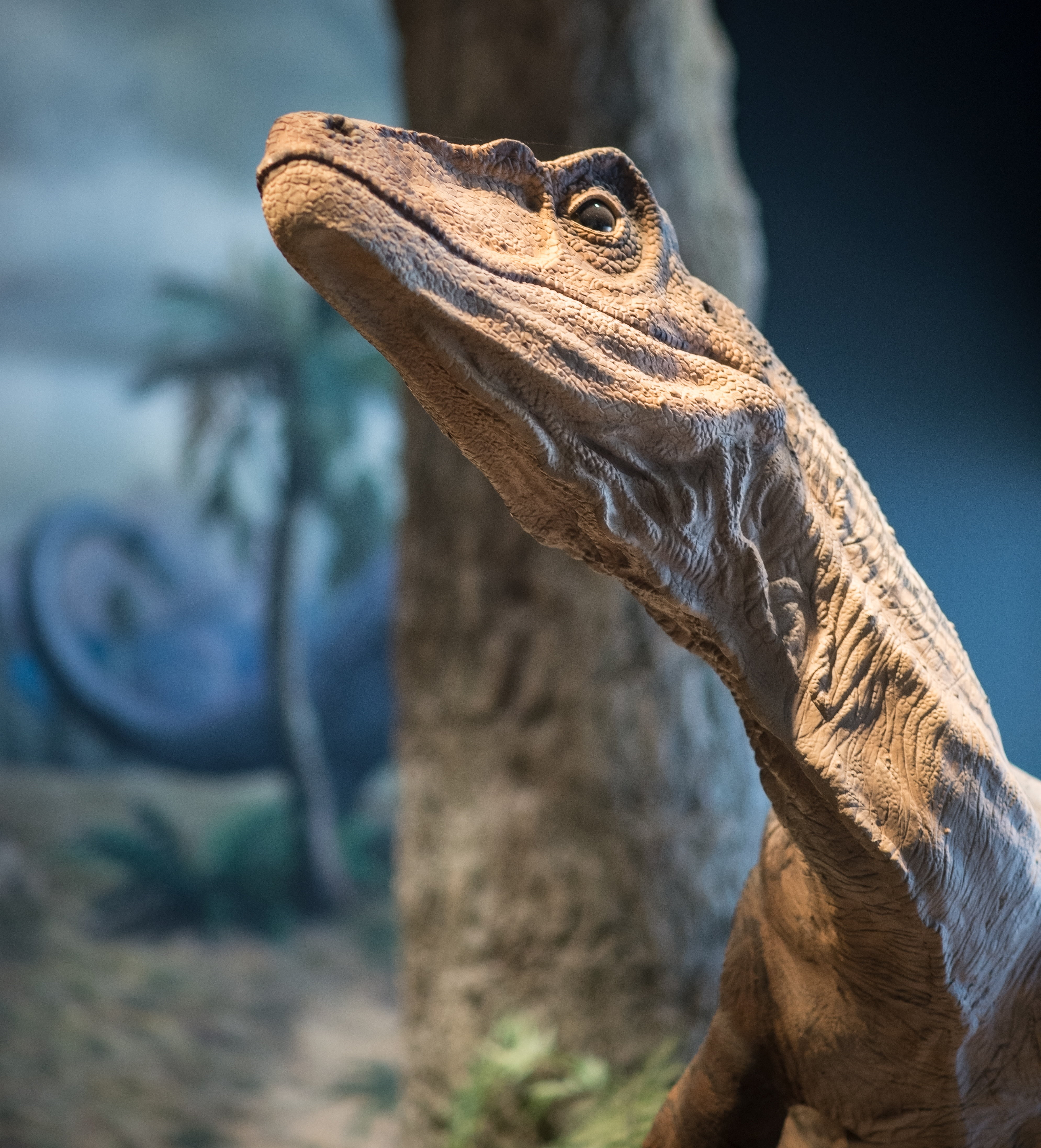 side view, iguana, animal body part, animal wildlife, 4K, reptile, outdoors, carnivorous dinosaurs, portrait, close-up, textured, dinosaur, profile view, Phone HD Wallpaper