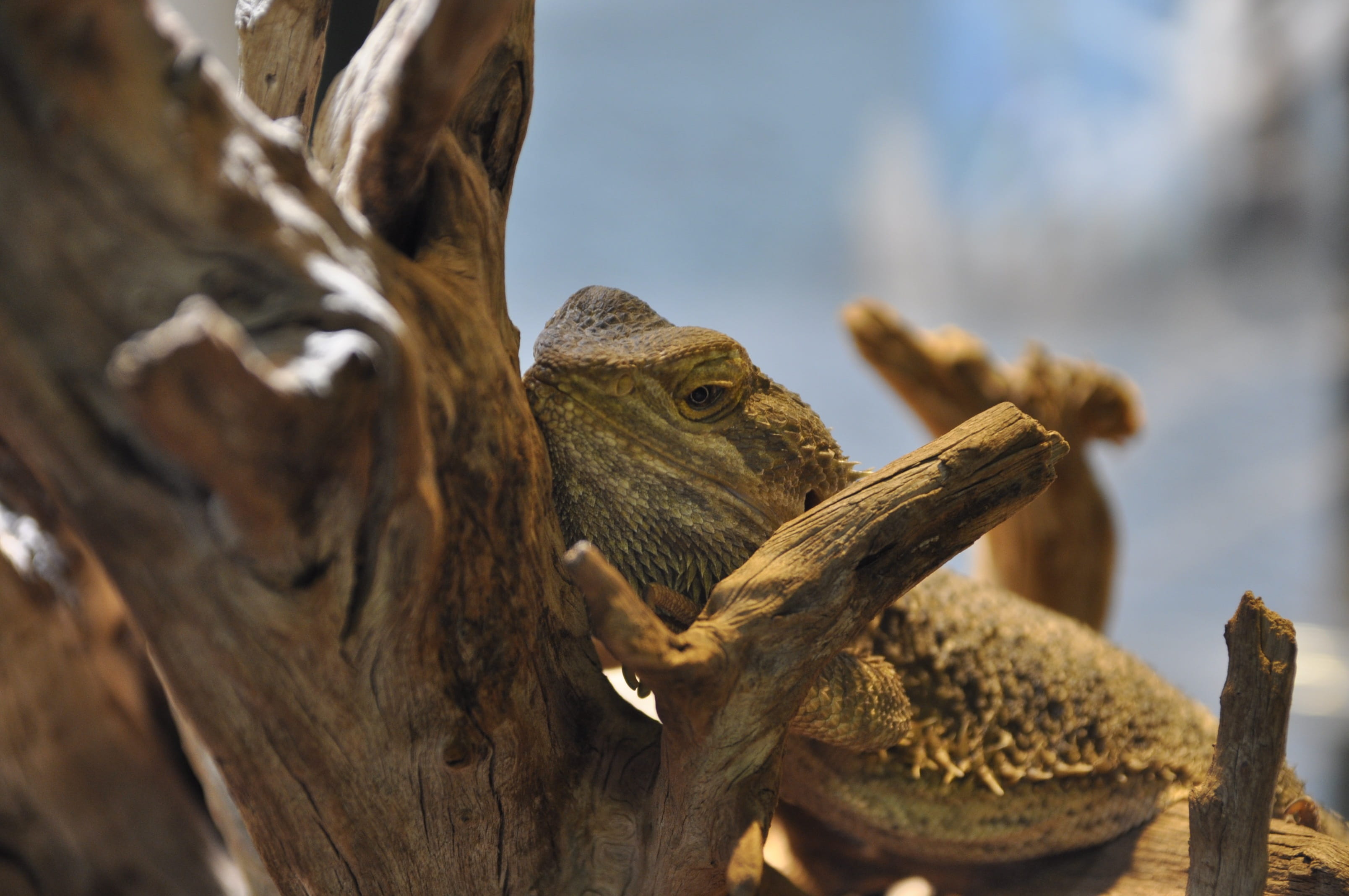 animal scale, branch, animal head, animal themes, lizard, nature, eyes, animal wildlife, one animal, day, bearded dragon, tree, terrarium, close-up, zoo, HD Wallpaper