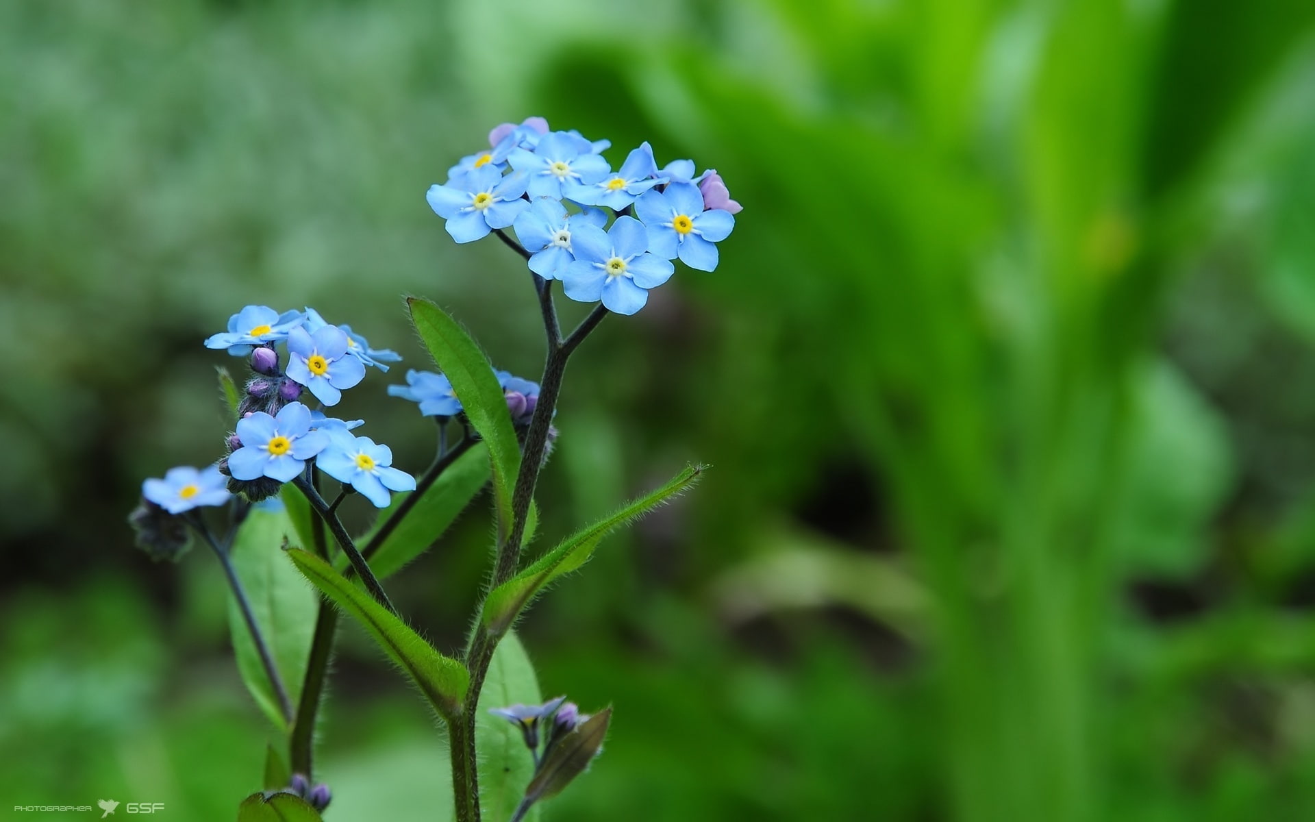 Forget, Macro, 1080P, Flower, flowers, HD Wallpaper