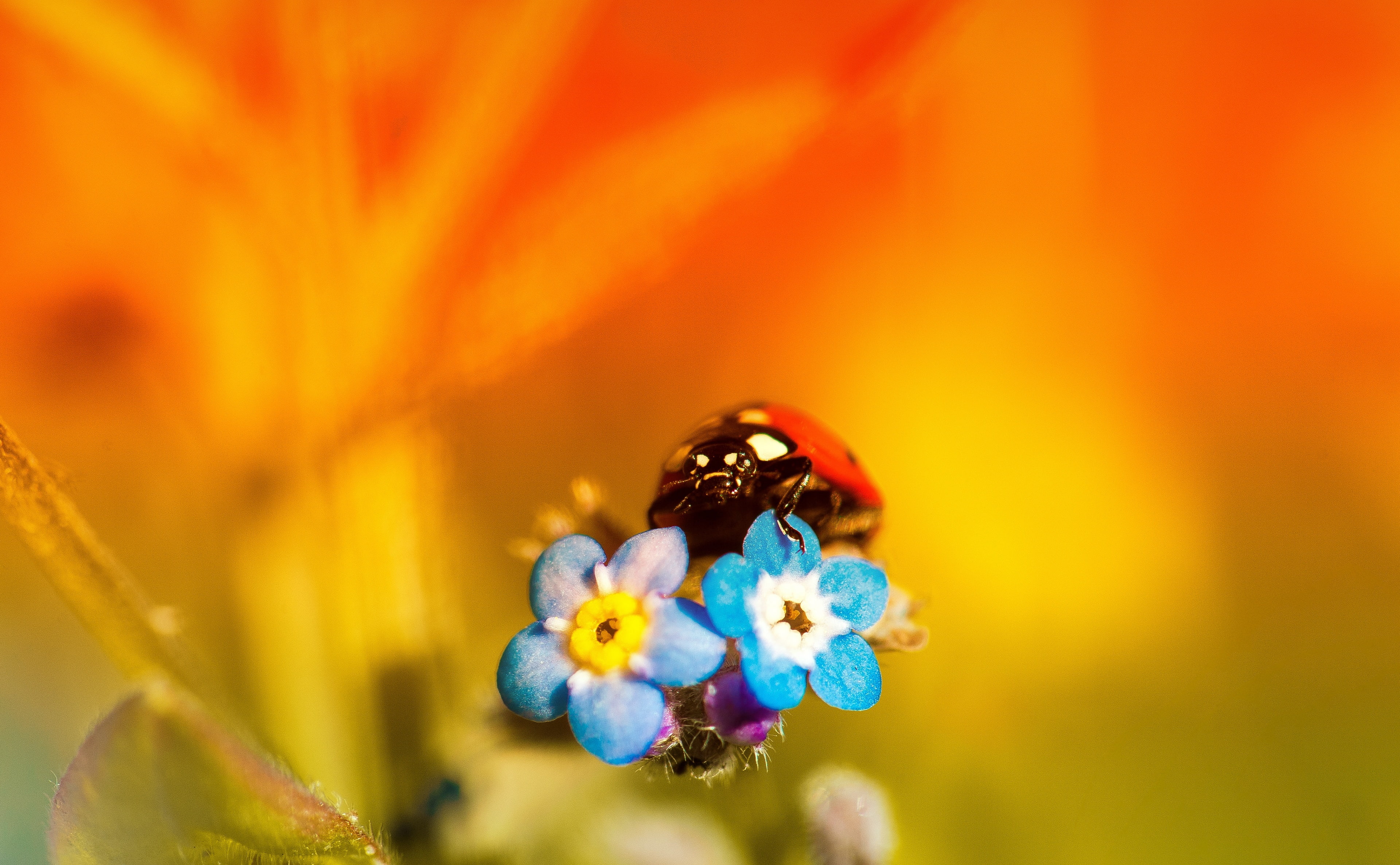 Closeup, Animals, ScorpionGrasses, forget-me-nots, focus on foreground, sunset, Cute, invertebrate, Photography, Macro, animals in the wild, coccinellidae, HD Wallpaper