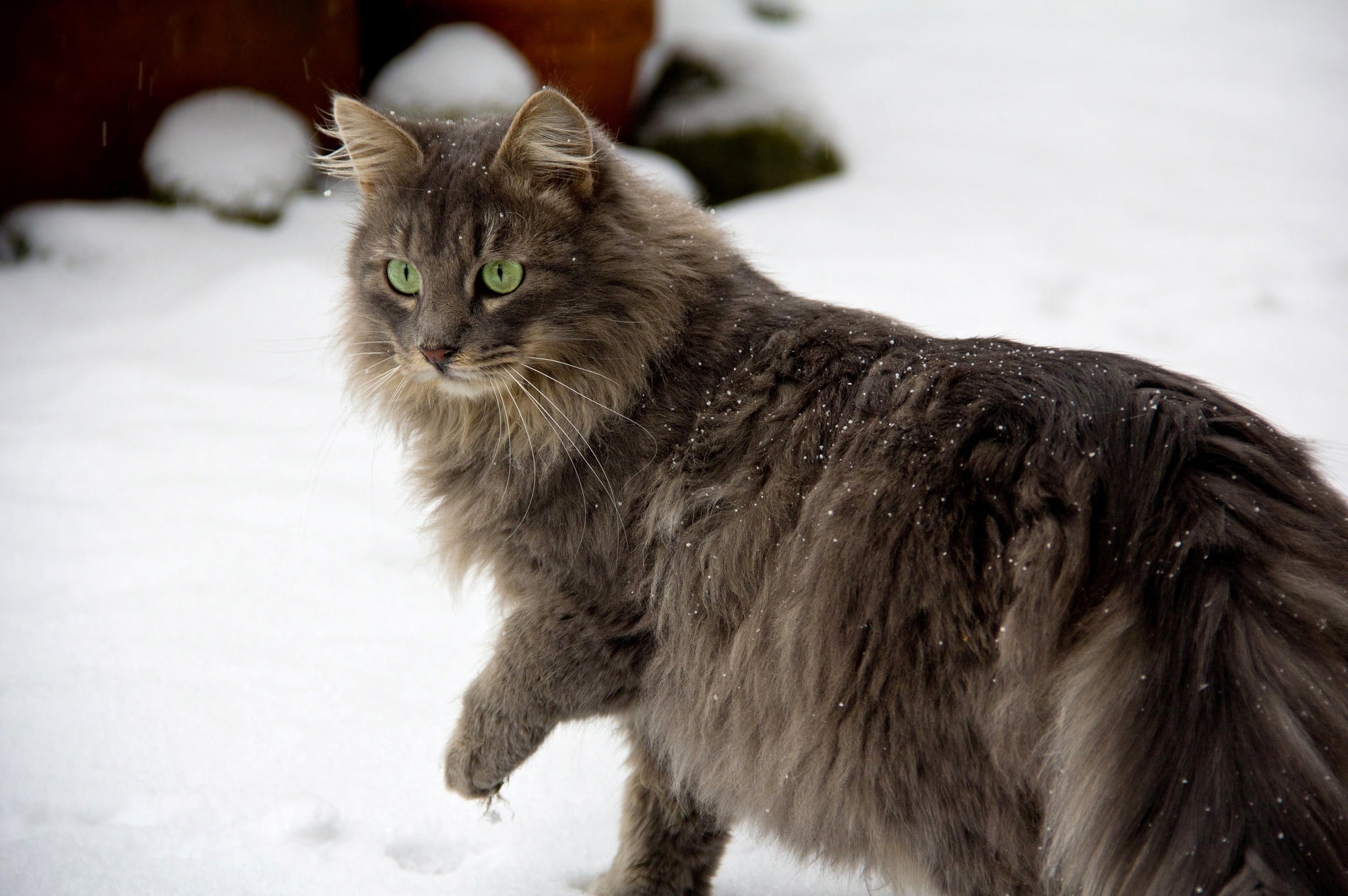 main, cat, walk, caution, furry, coon, 1080P, brown, HD Wallpaper
